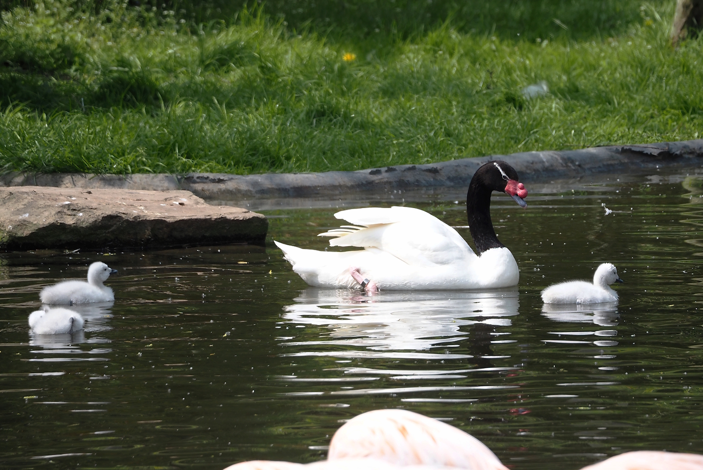 Black-necked swan (Cygnus melancoryphus) with cygnets, 2025-04-26