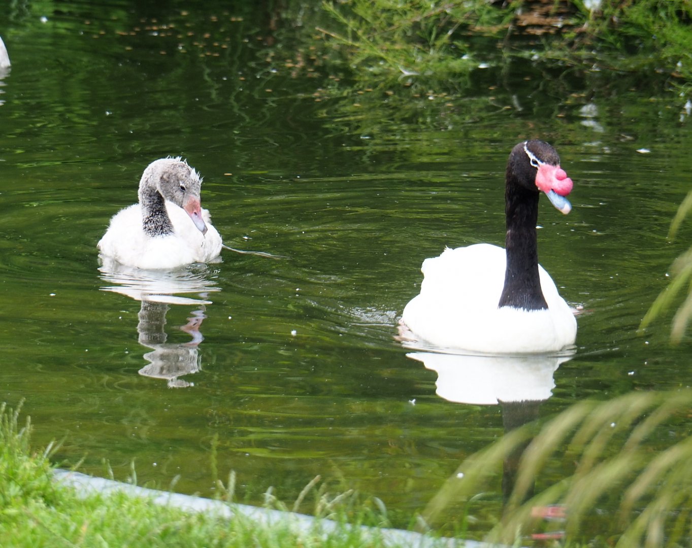 Black-necked swan (Cygnus melancoryphus) with juvenile, 2021-07-03