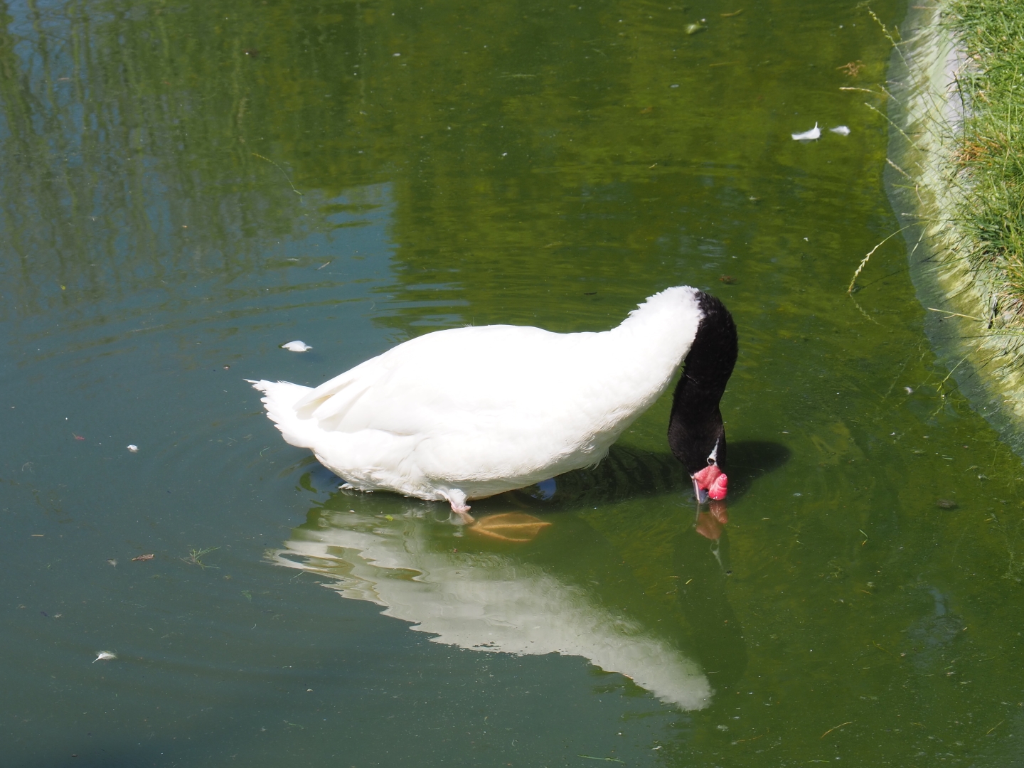 Black-necked swan (Cygnus melancoryphus)