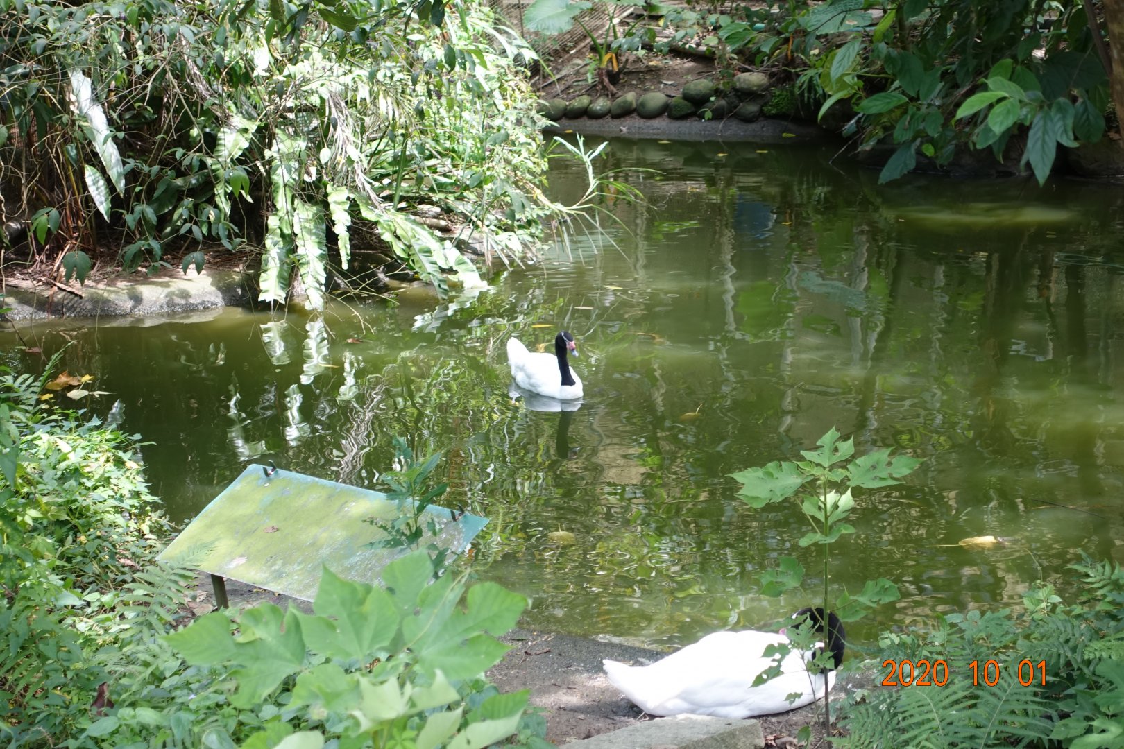 Black-necked Swan (Cygnus melancoryphus)