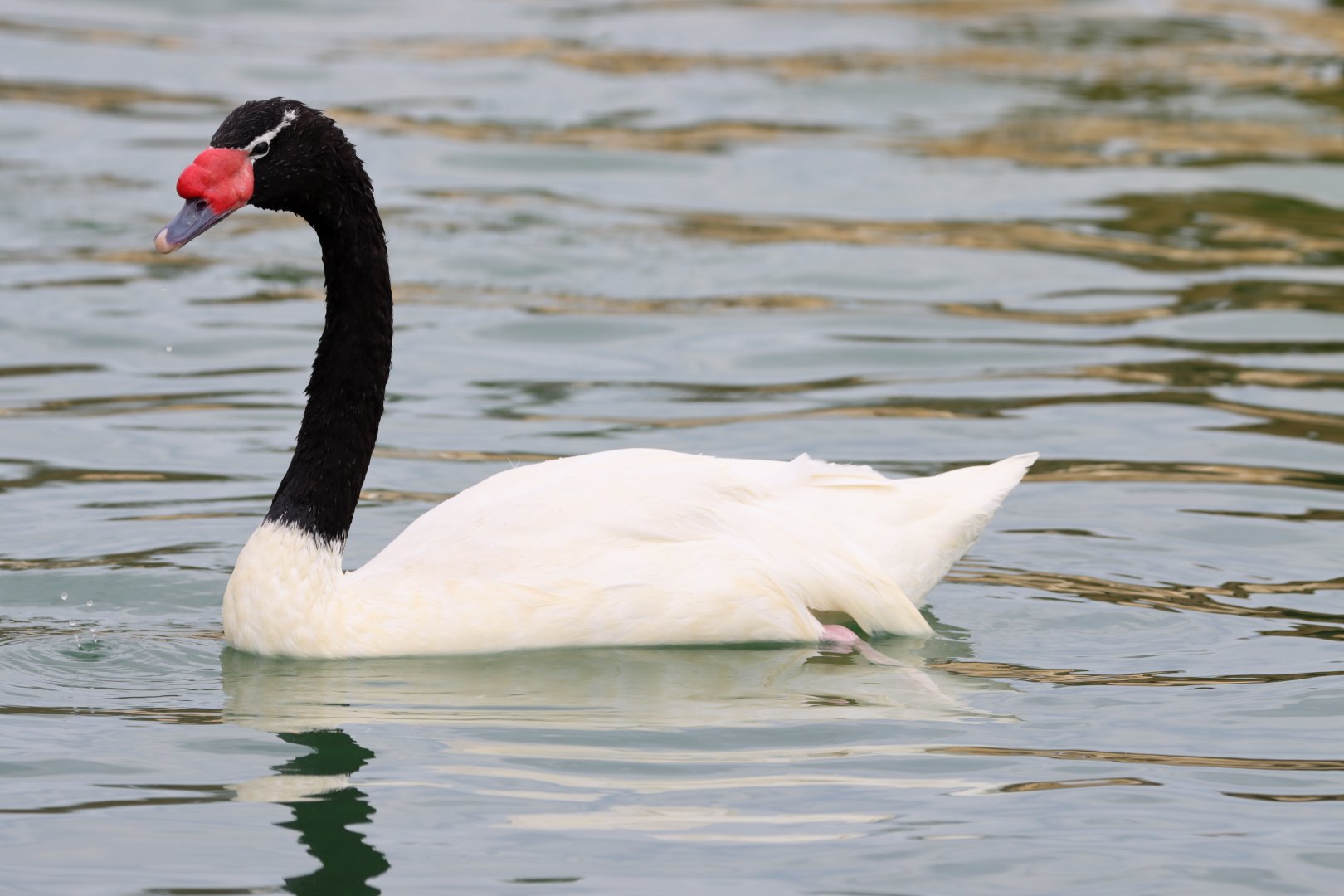 Black-necked swan (Cygnus melancoryphus)