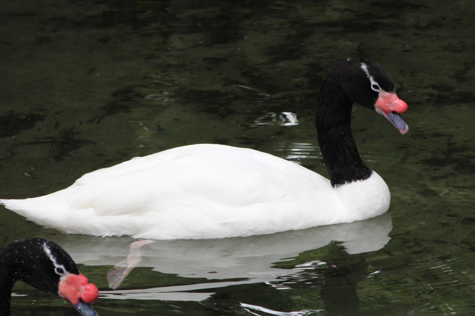Black-Necked Swan (Cygnus melancoryphus)