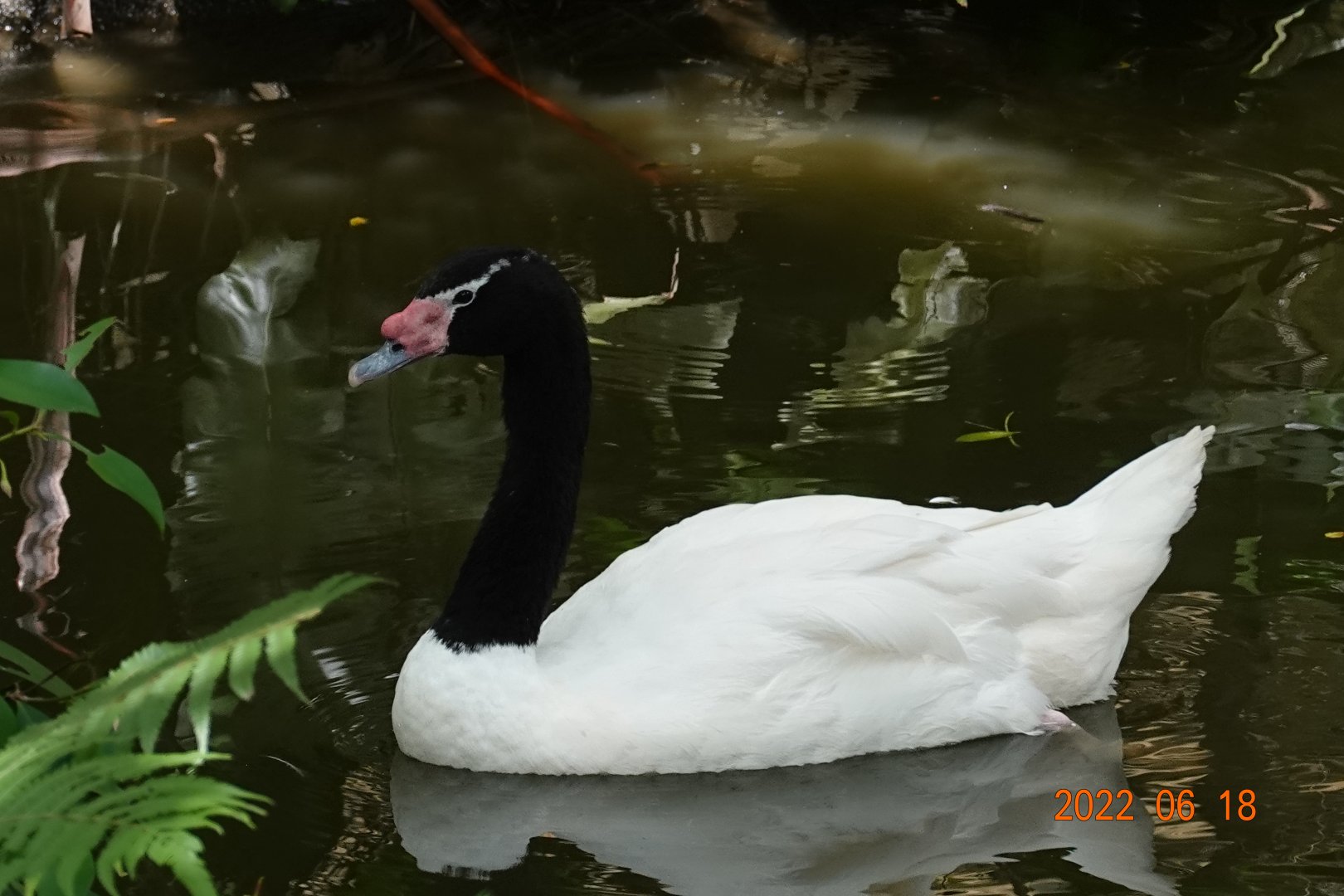 Black-necked Swan (Cygnus melancoryphus)