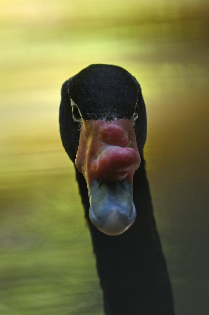 Black-necked Swan Cygnus melancoryphus