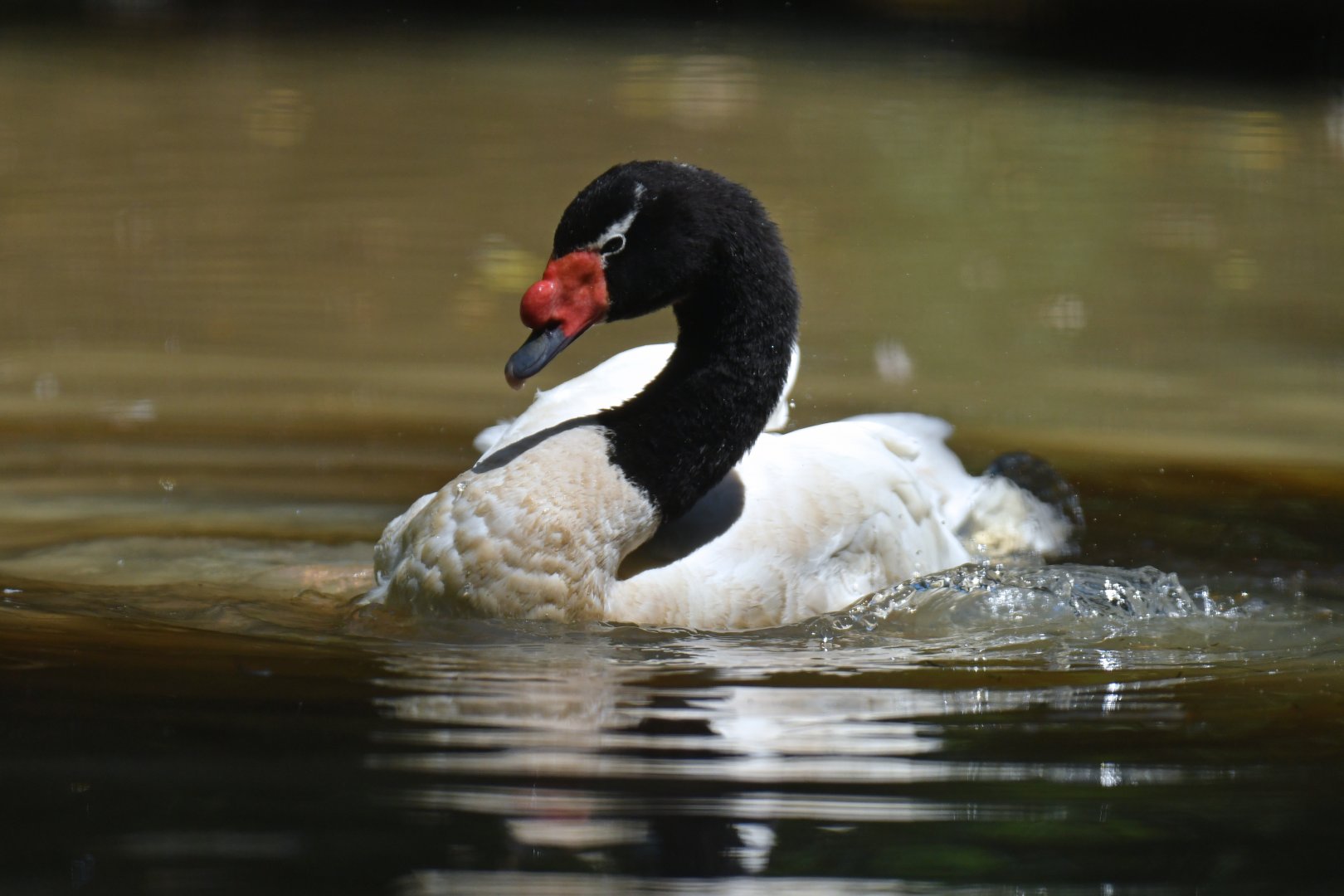 Black-necked Swan Cygnus melancoryphus