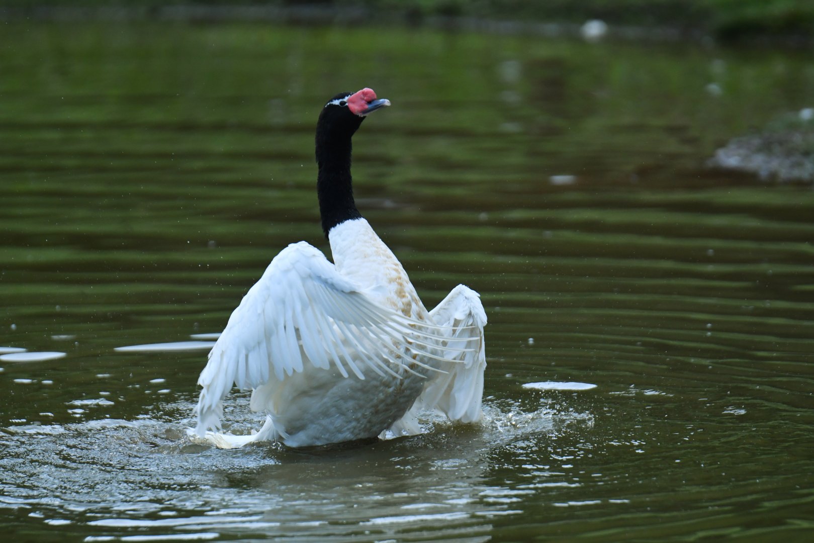 Black-necked Swan Cygnus melancoryphus