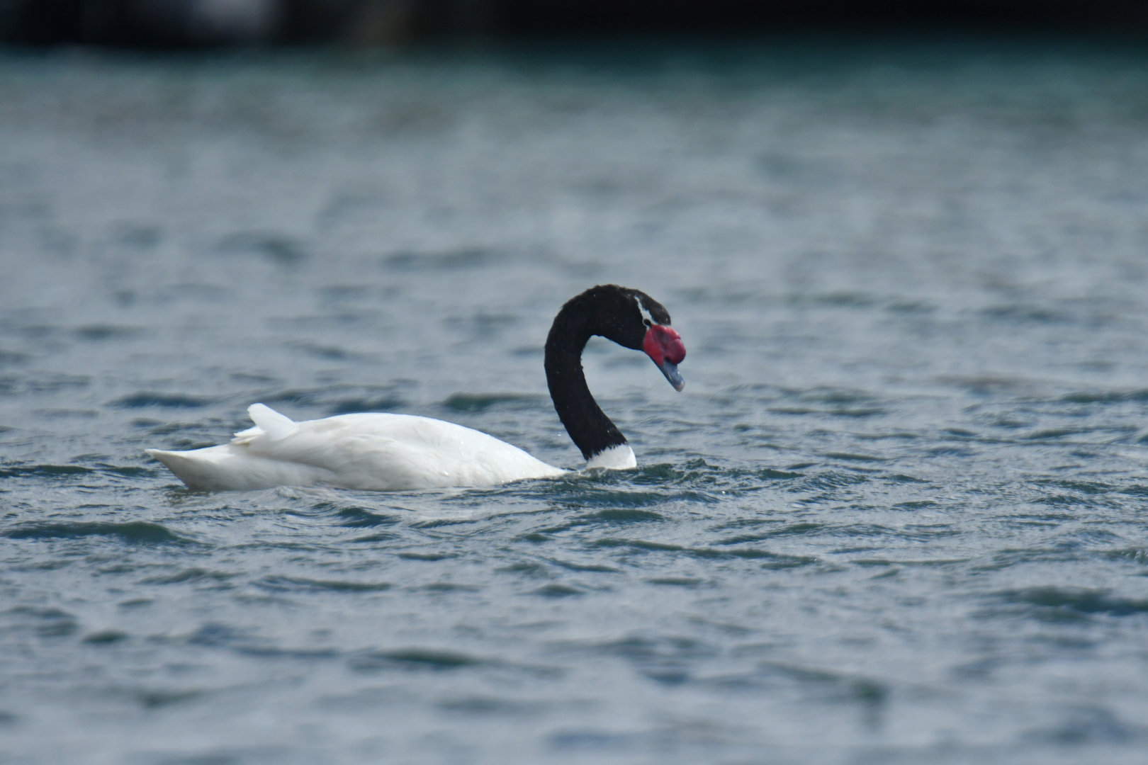Black-necked Swan Cygnus melancoryphus