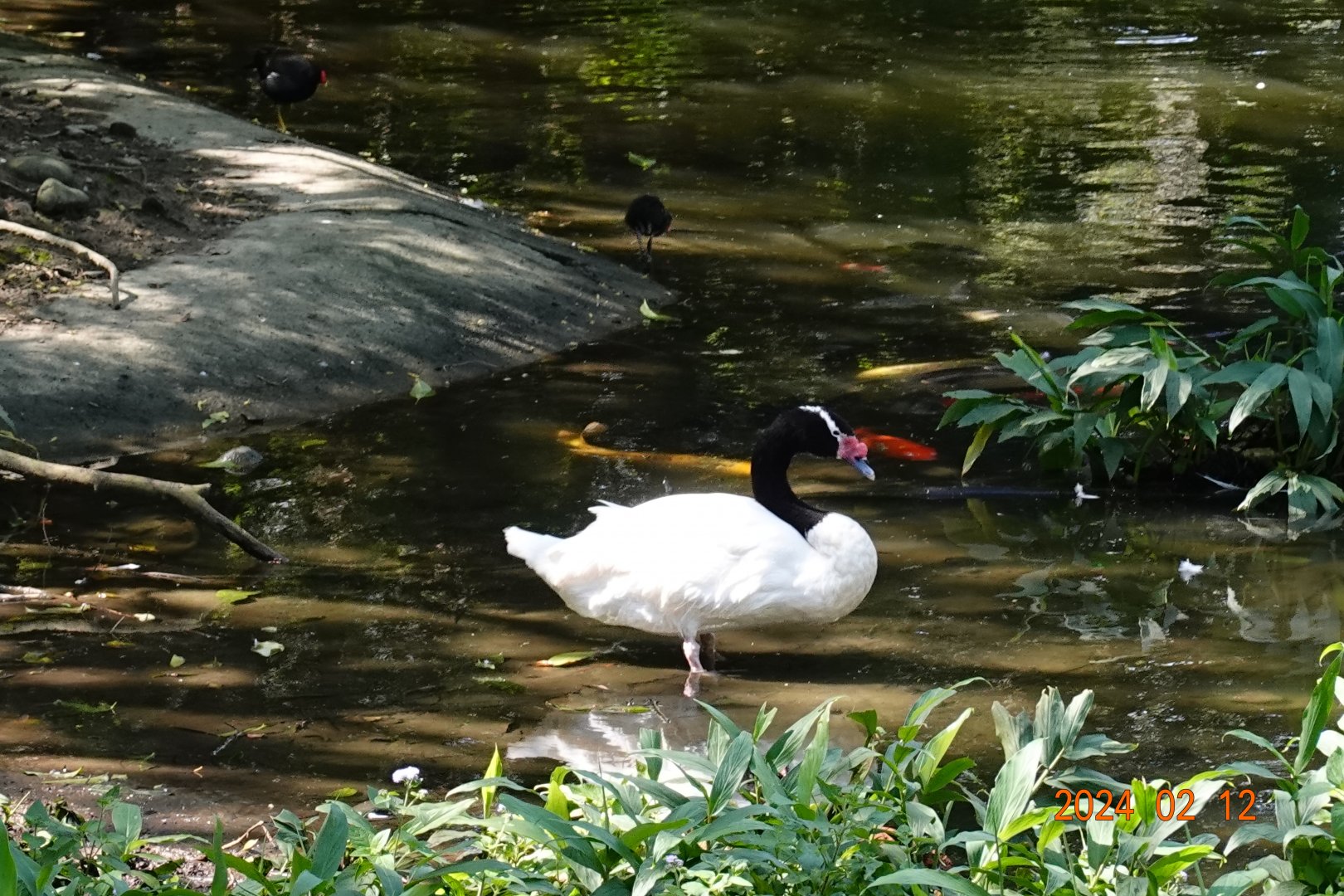 Black-necked Swan (Cygnus melancoryphus)