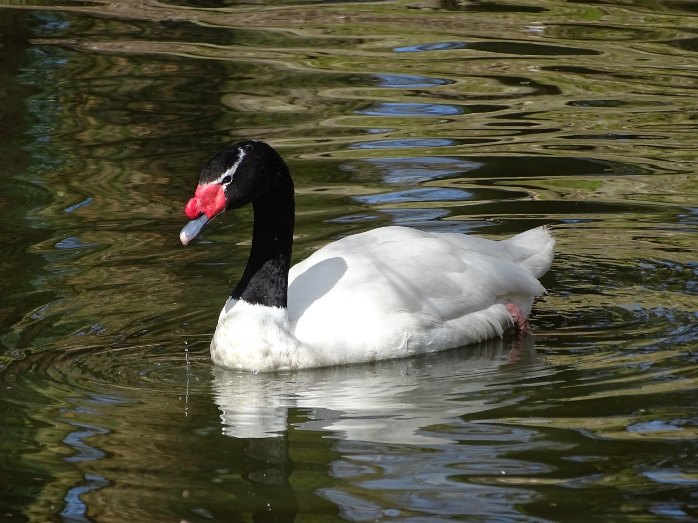Black-necked swan (Cygnus melancoryphus)