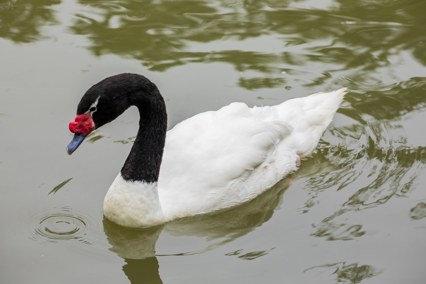 black-necked swan (Cygnus melancoryphus)