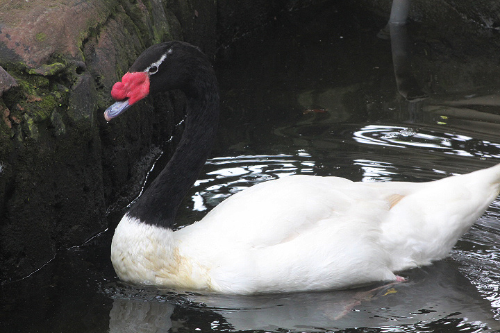 Black-necked swan (Cygnus melancoryphus)