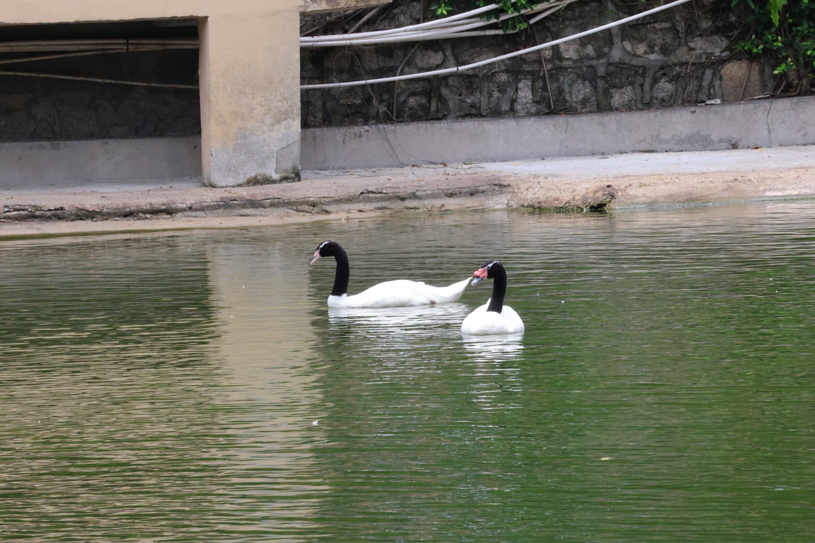 Black-necked swan (Cygnus melancoryphus)