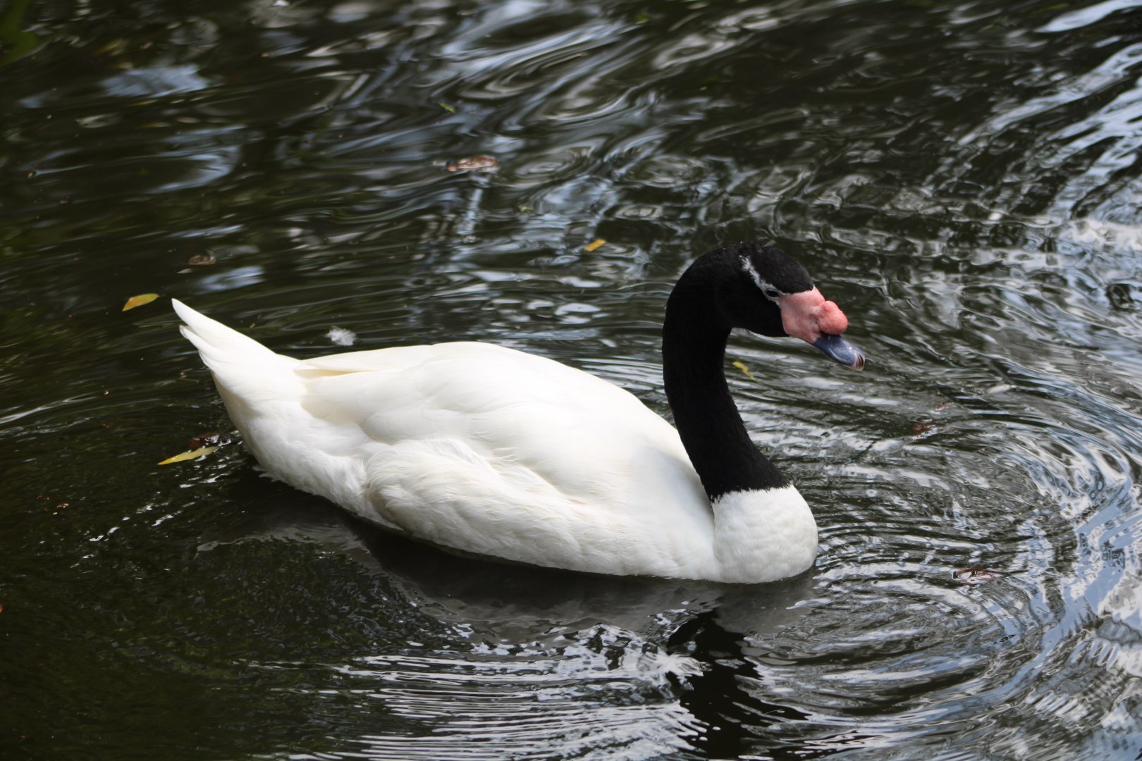 Black-Necked Swan (Cygnus melancoryphus)
