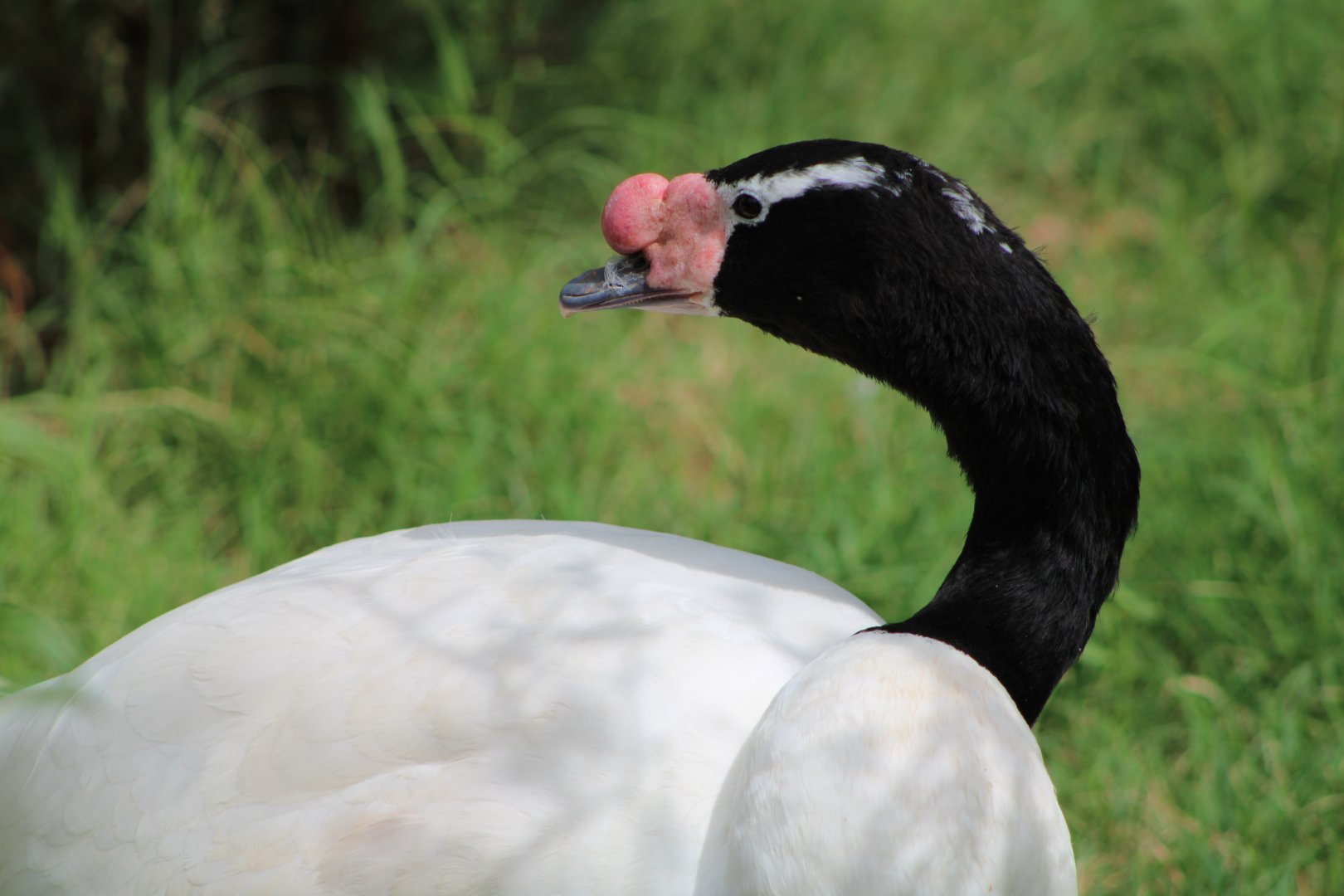 Black-Necked Swan (Cygnus melancoryphus)