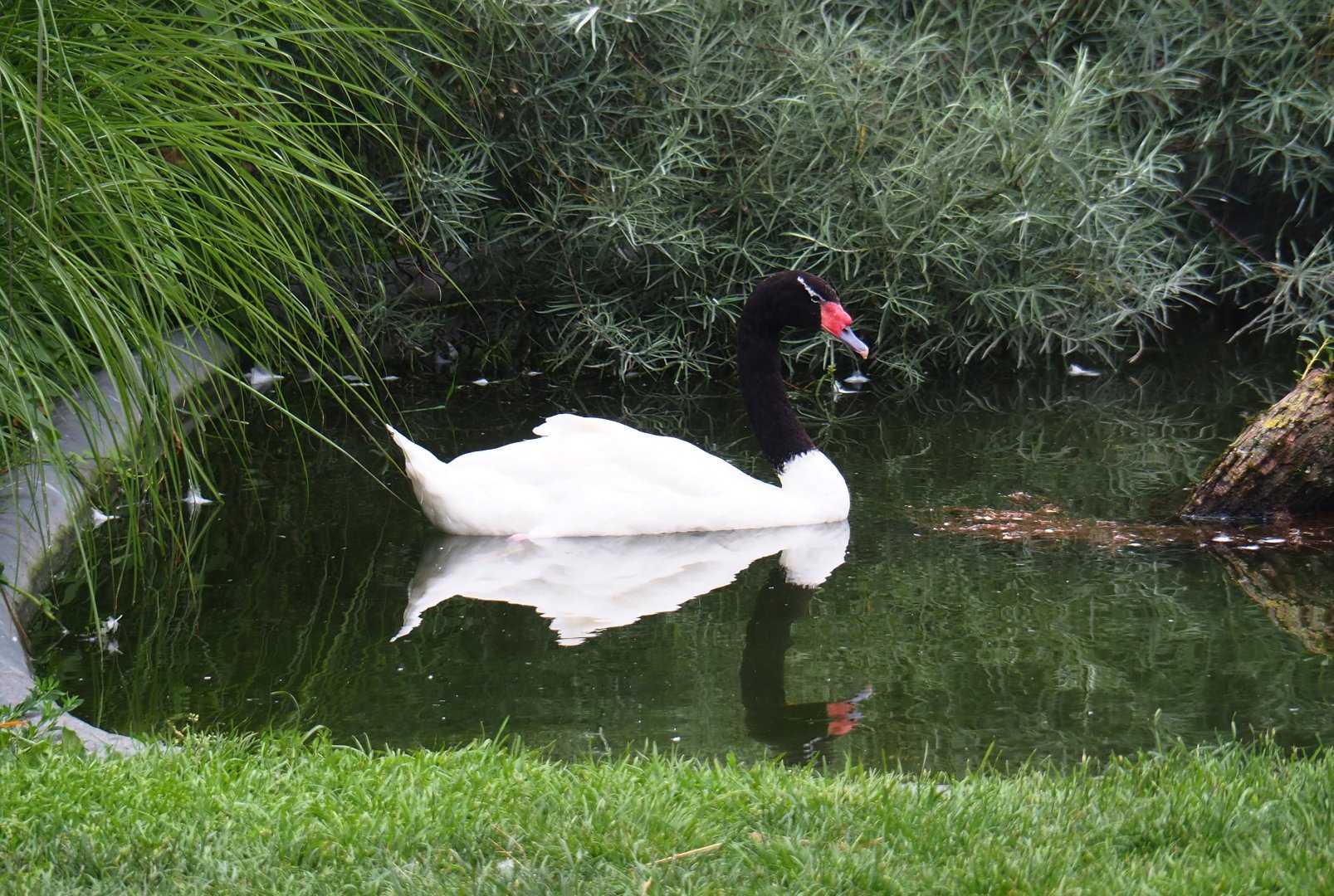 Black-necked swan (Cygnus melanocoryphus), 2019-06-26