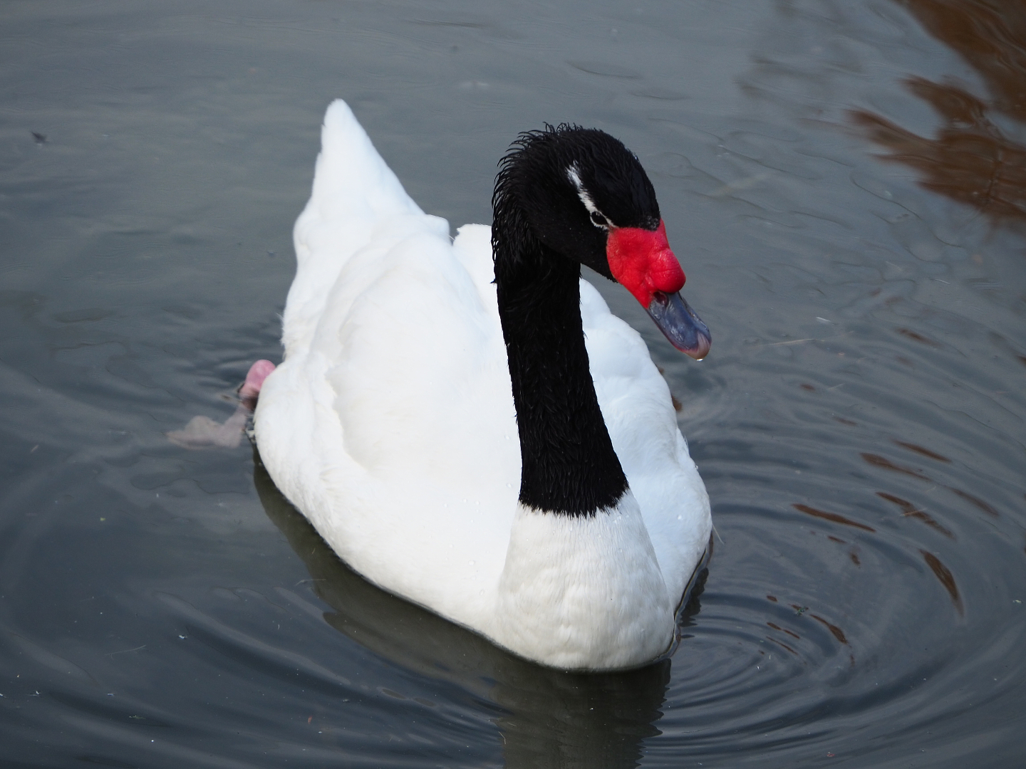 Black-necked swan (Cygnus melanocoryphus), 2019-12-28