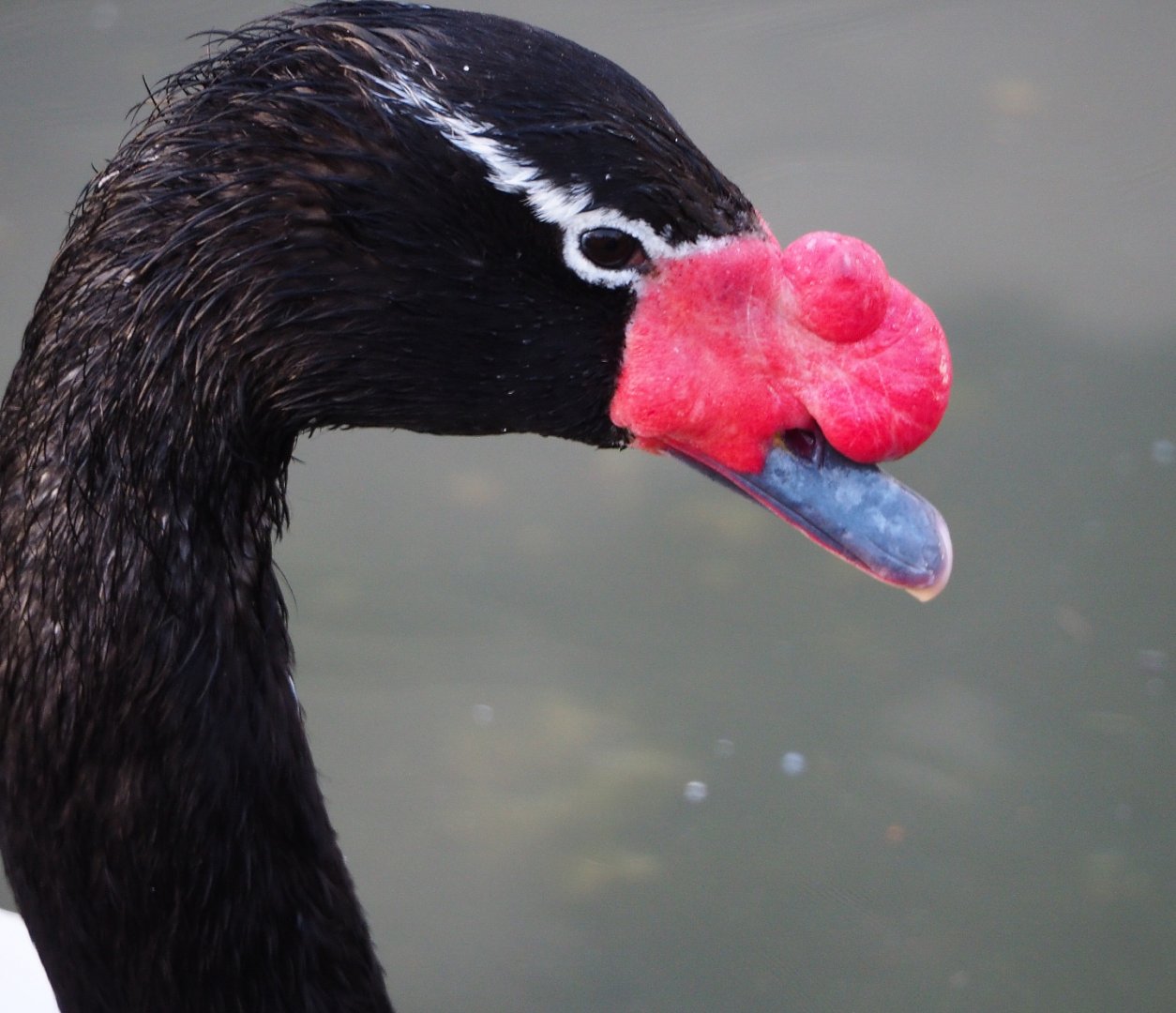 Black-necked swan (Cygnus melanocoryphus), 2019-12-28