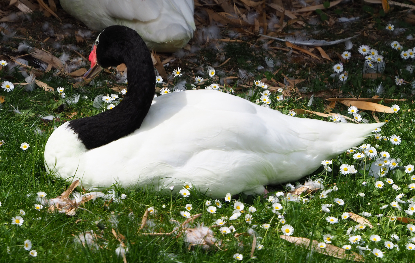 Black-necked swan (Cygnus melanocoryphus), 2020-05-23