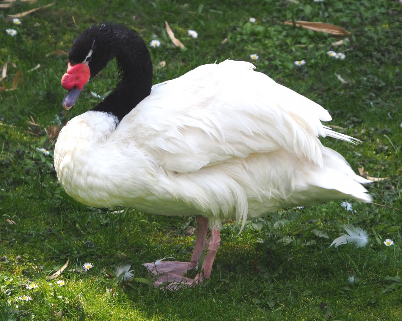 Black-necked swan (Cygnus melanocoryphus), 2021-04-20