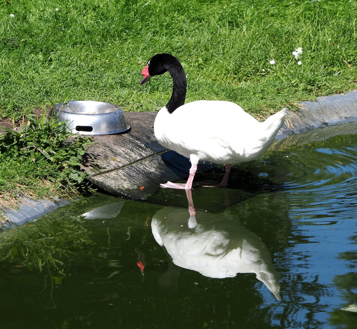 Black-necked swan (Cygnus melanocoryphus), 2021-06-01