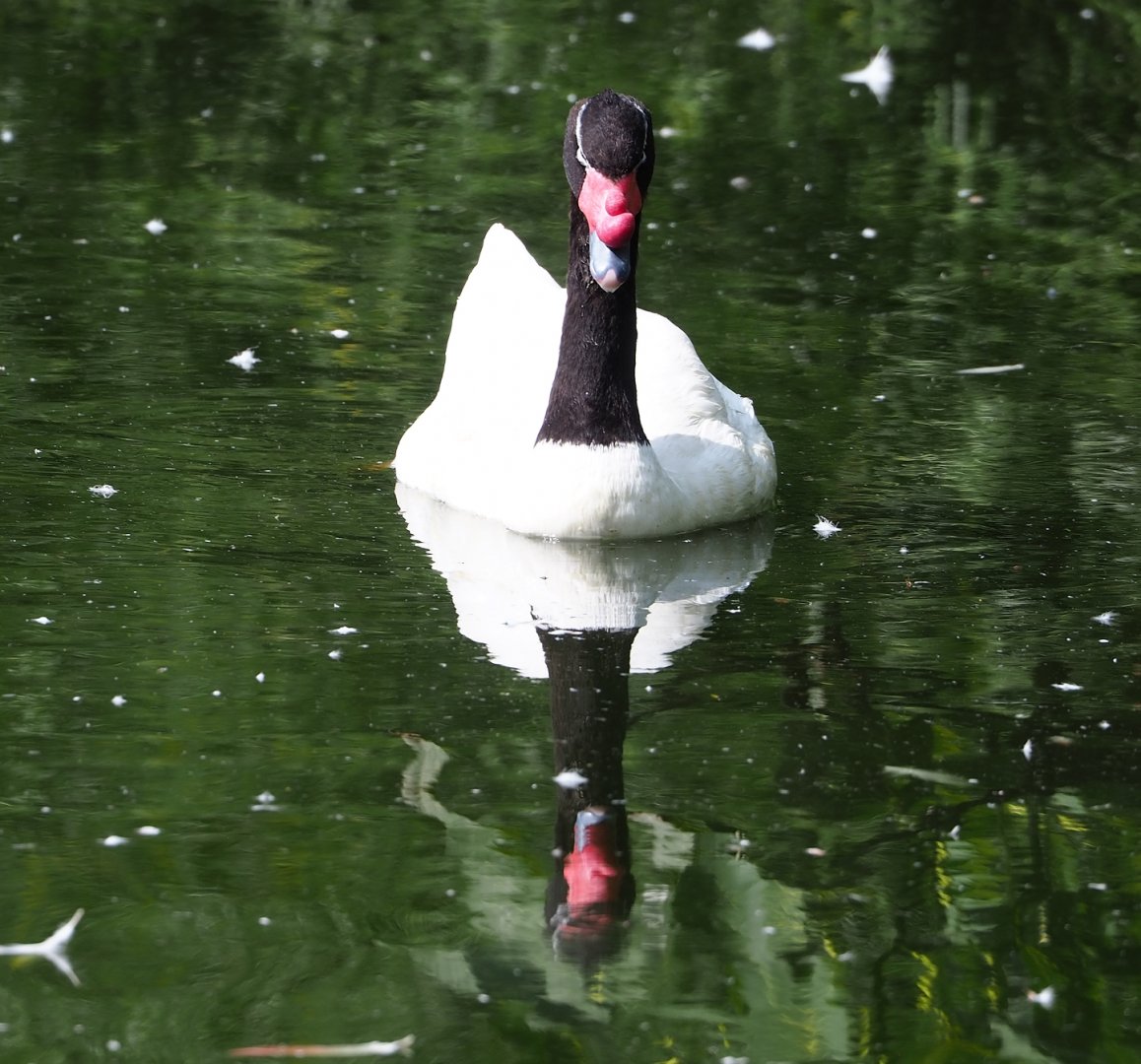 Black-necked swan (Cygnus melanocoryphus), 2023-07-26