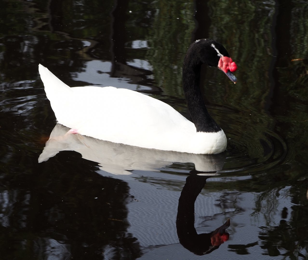 Black-necked swan (Cygnus melanocoryphus), 2023-09-19
