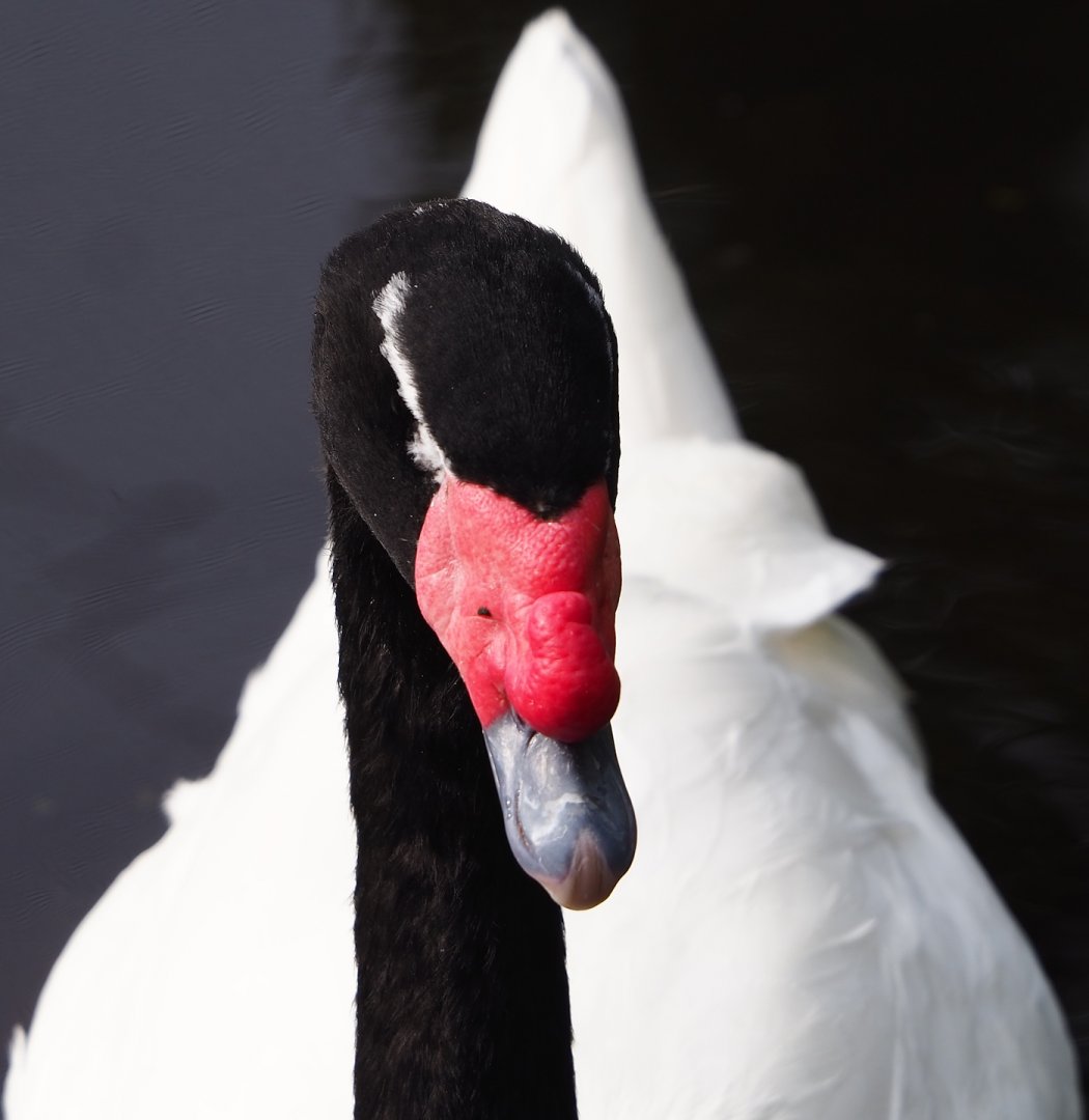 Black-necked swan (Cygnus melanocoryphus), 2023-09-19