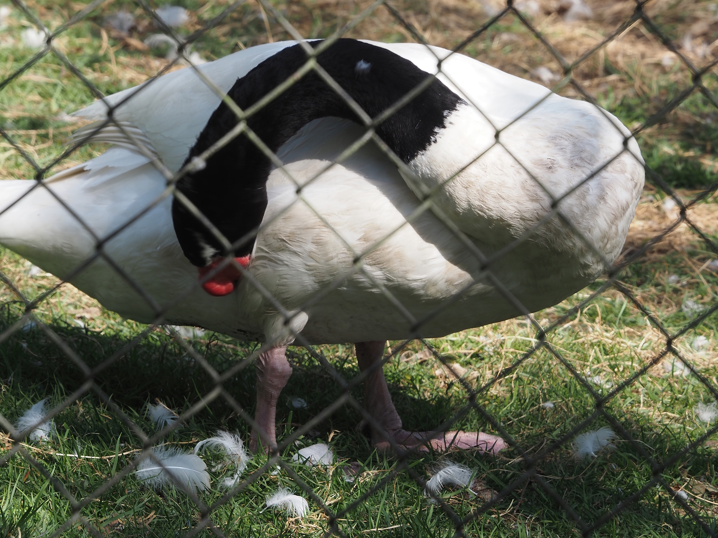 Black-necked swan (Cygnus melanocoryphus), 2025-04-12