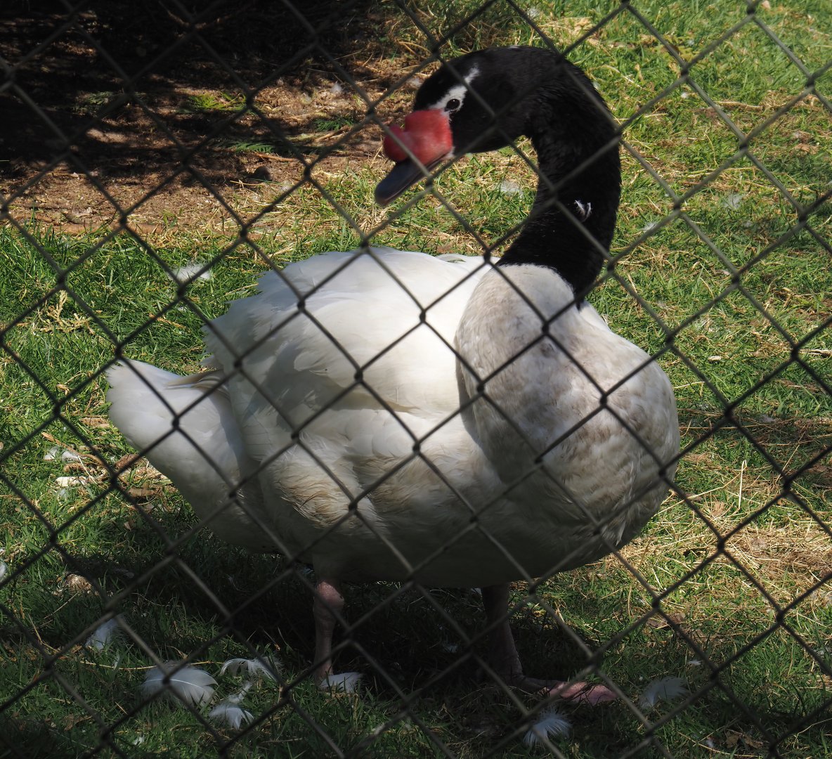 Black-necked swan (Cygnus melanocoryphus), 2025-04-12