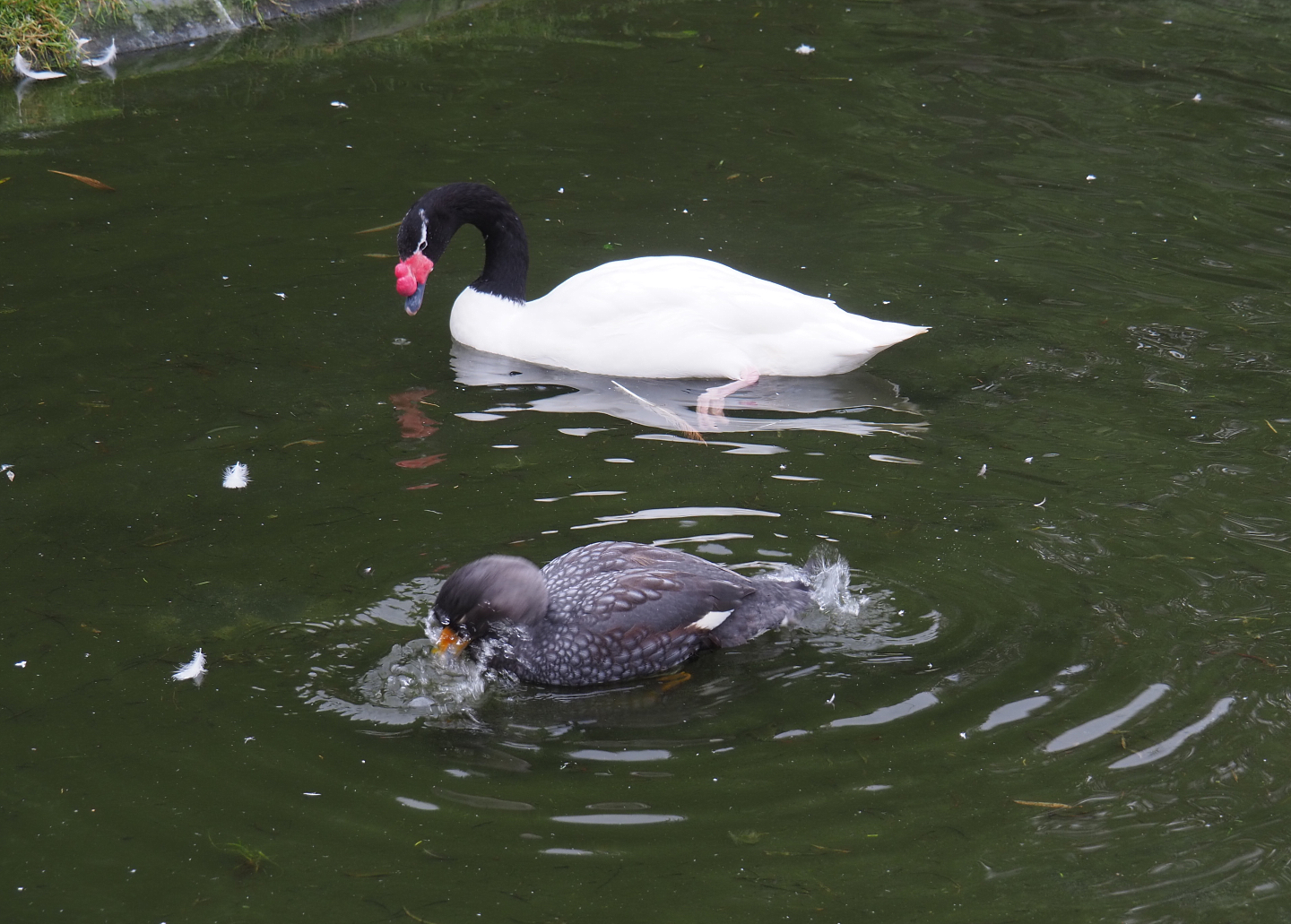Black-necked swan (Cygnus melanocoryphus) and Magellanic flightless steamer duck (Tachyeres pteneres), 2020-10-19