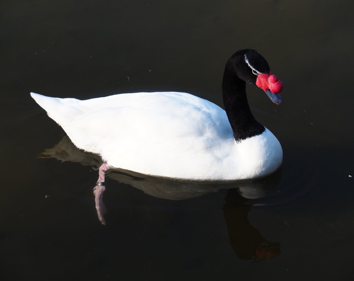 Black-necked swan (Cygnus melanocoryphus), Feb 16th, 2019