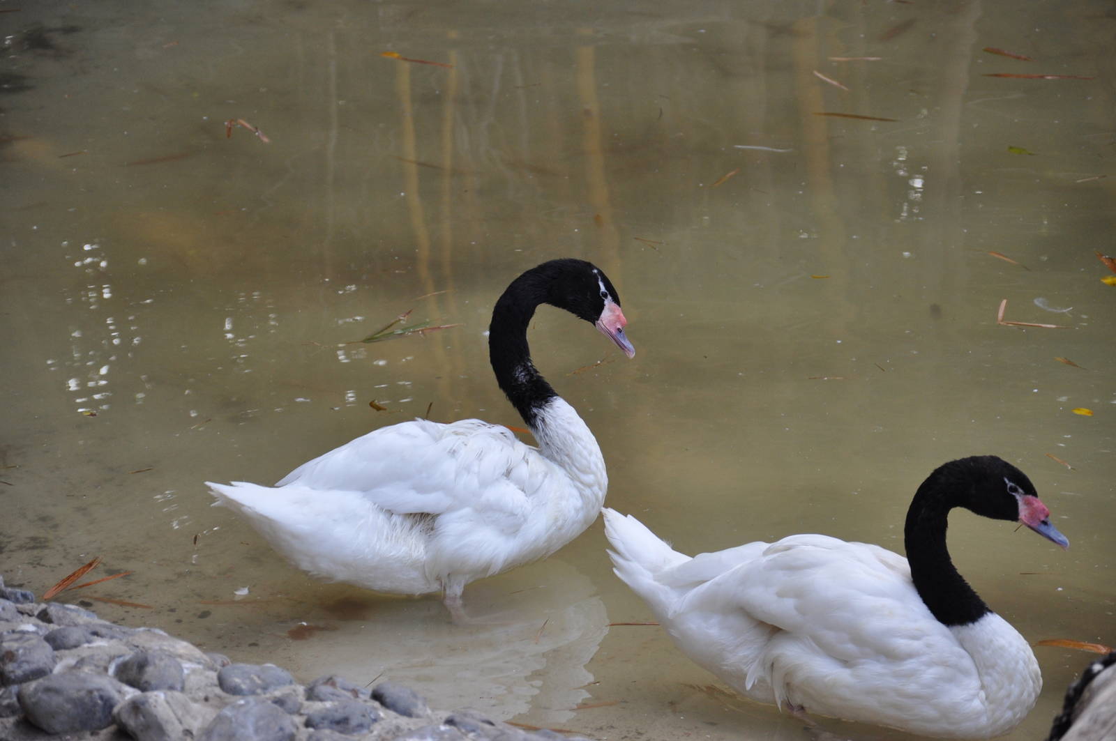 Black-necked swan / Cygnus melanocoryphus