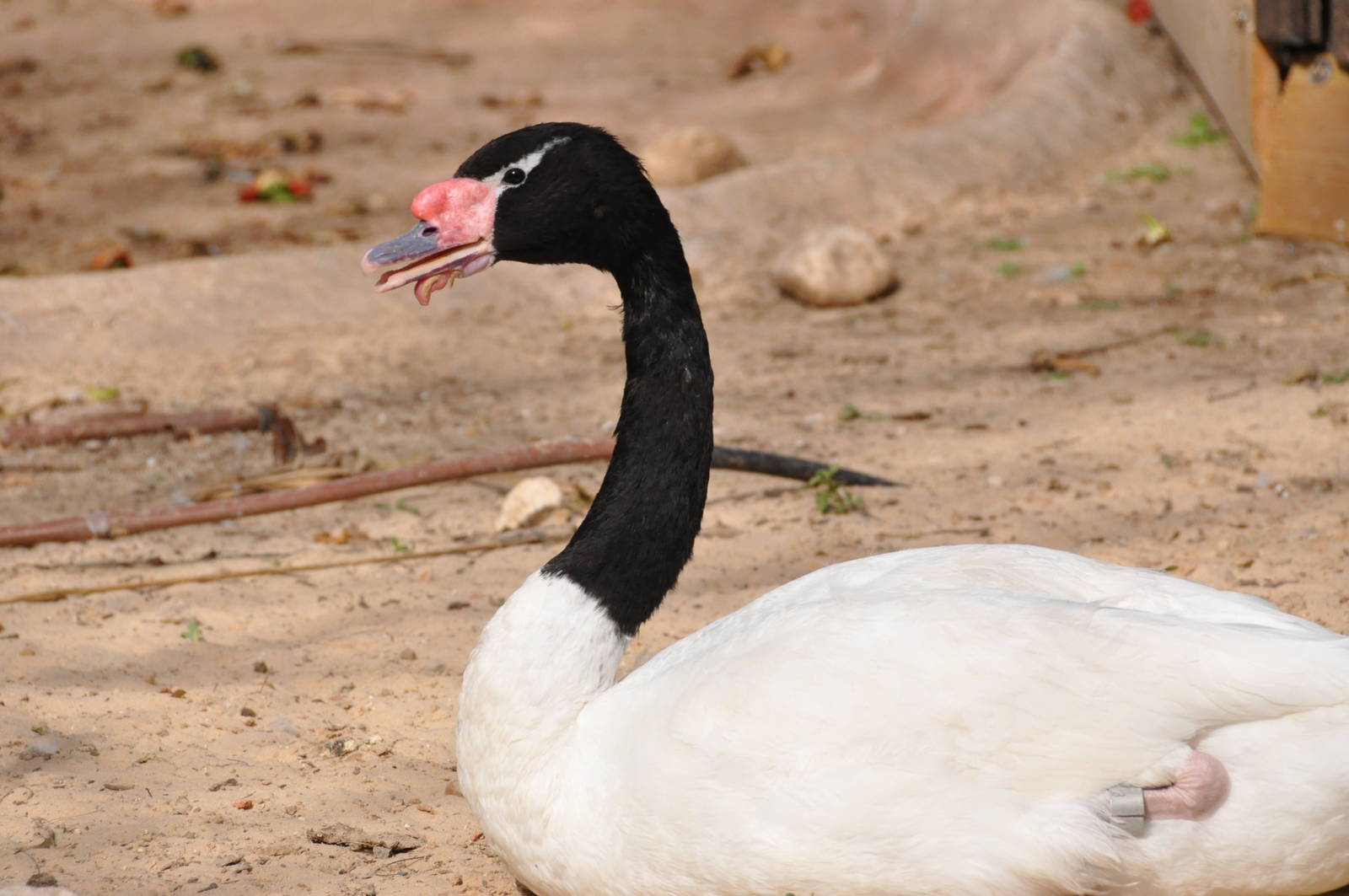 Black-necked swan/ Cygnus melanocoryphus