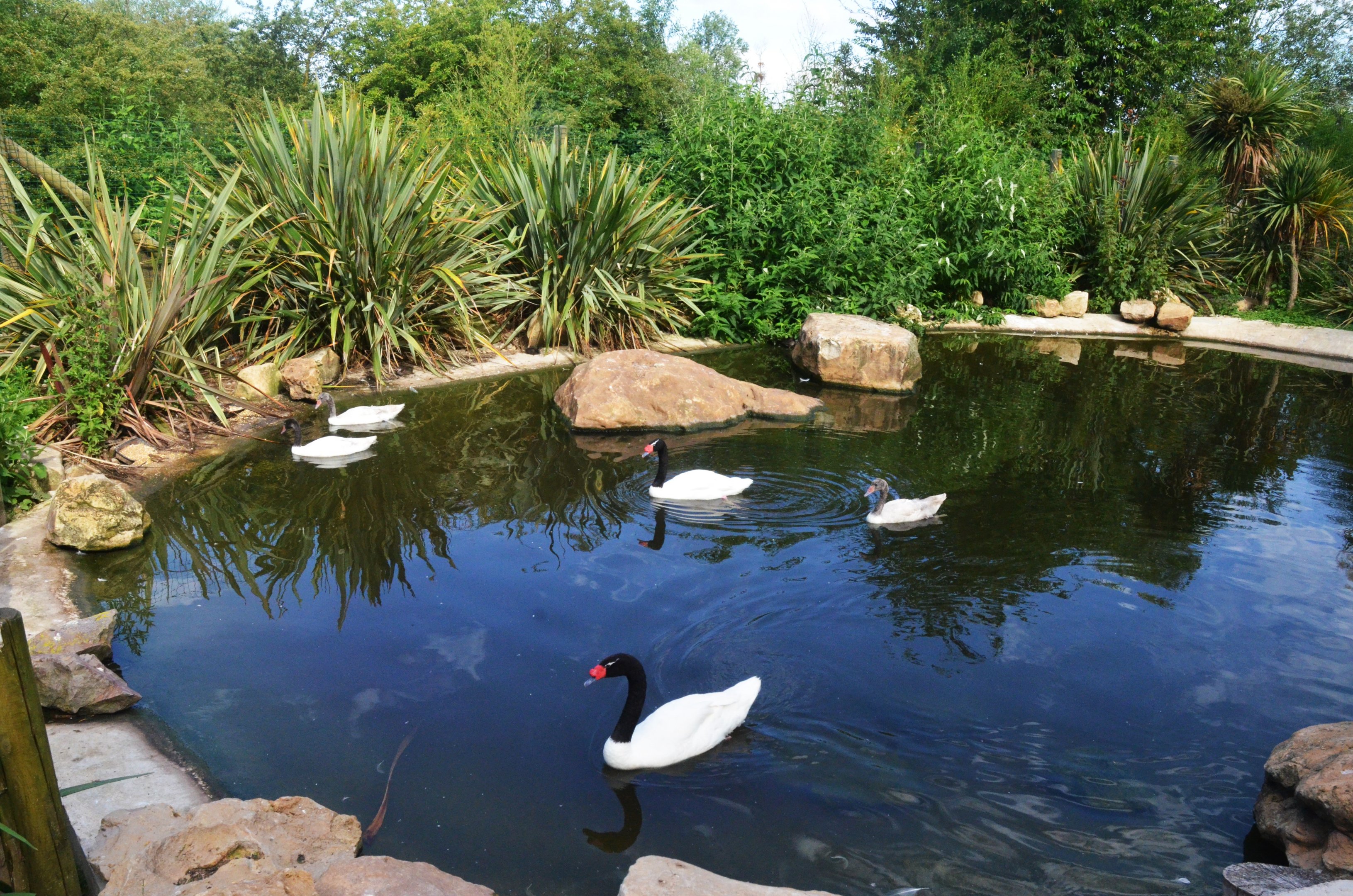 Black-necked Swan Enclosure at Biotropica, 16/06/18