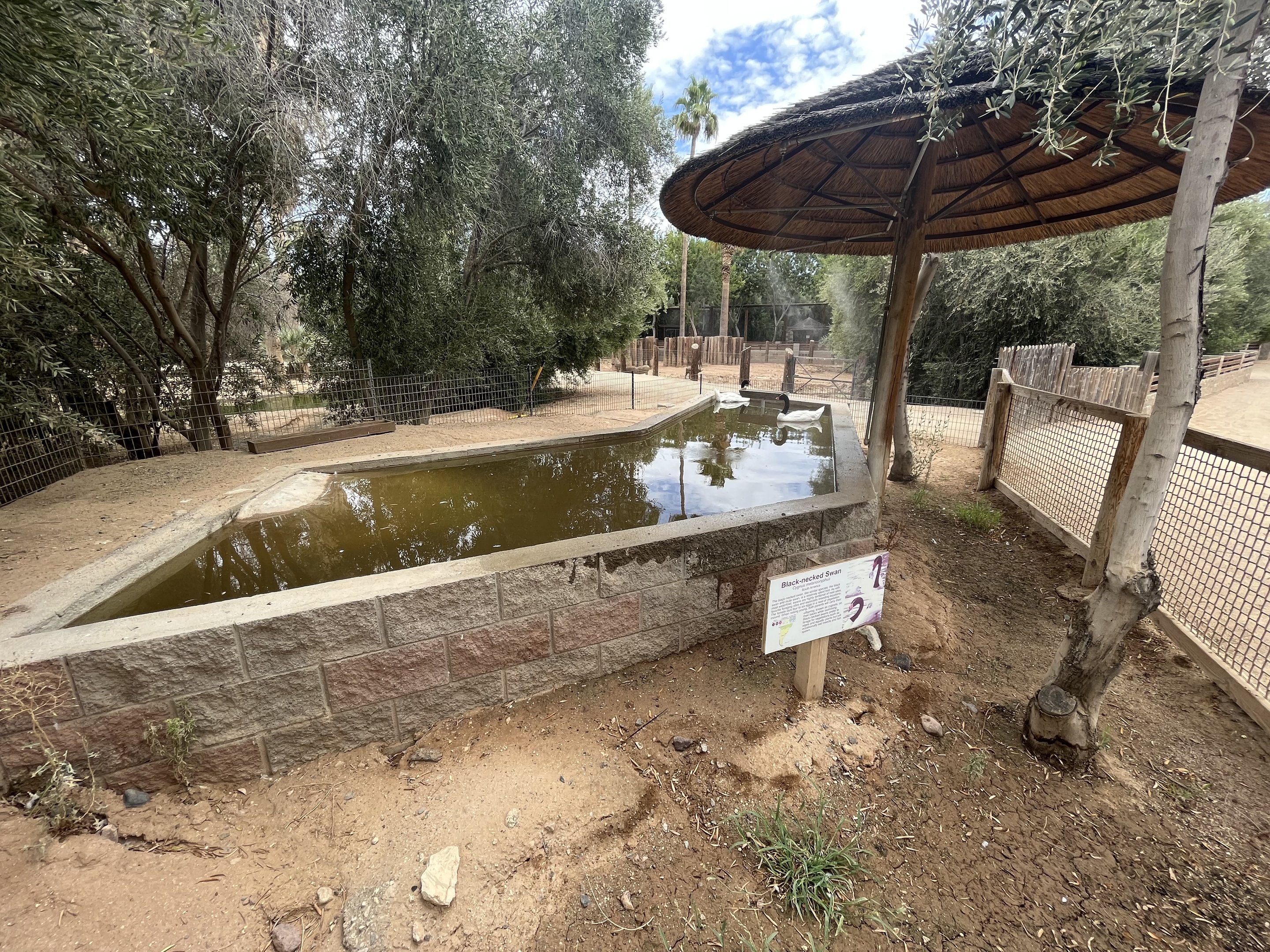 Black-necked Swan Exhibit #2