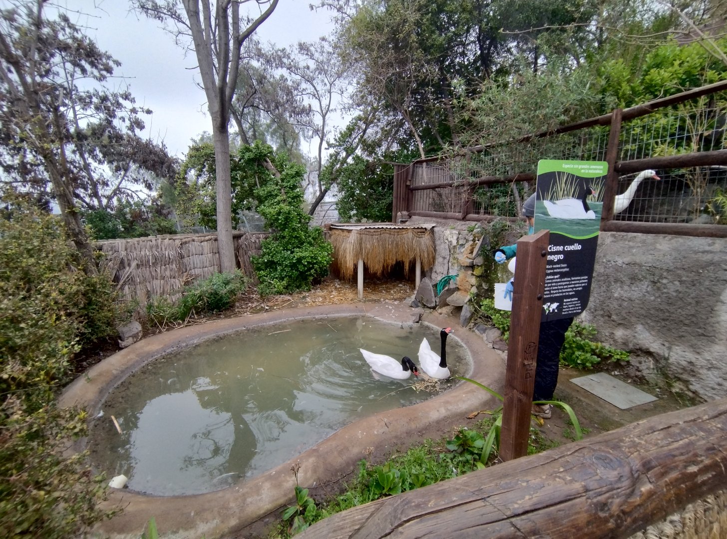 Black-necked swan exhibit - Santiago zoo (Zoologico nacional)