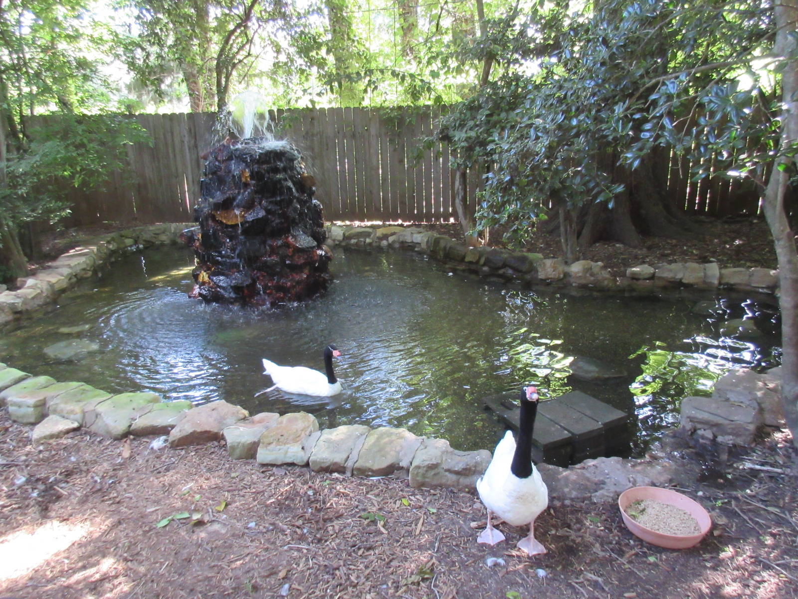 Black-Necked Swan Exhibit