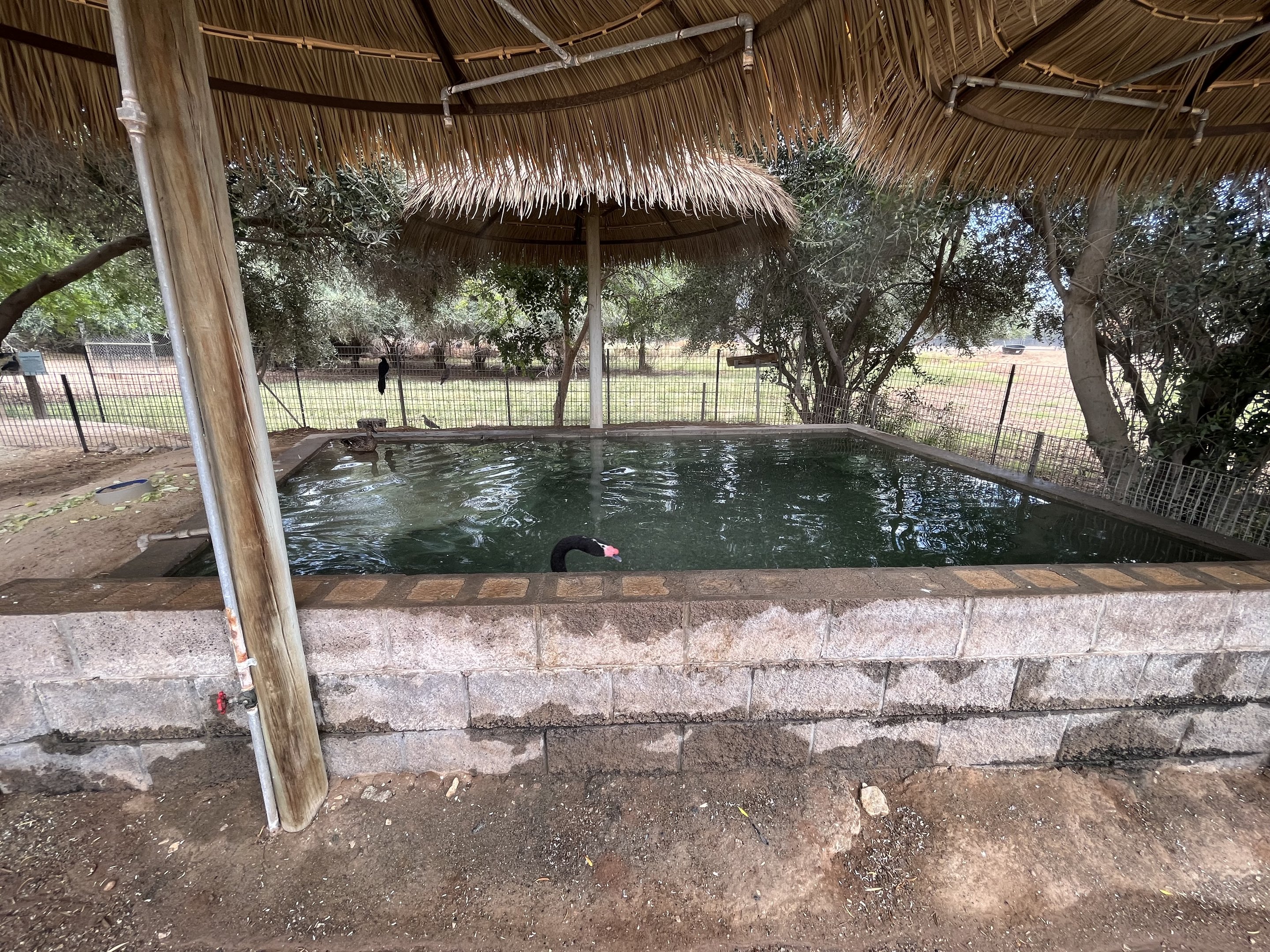 Black-necked Swan Exhibit