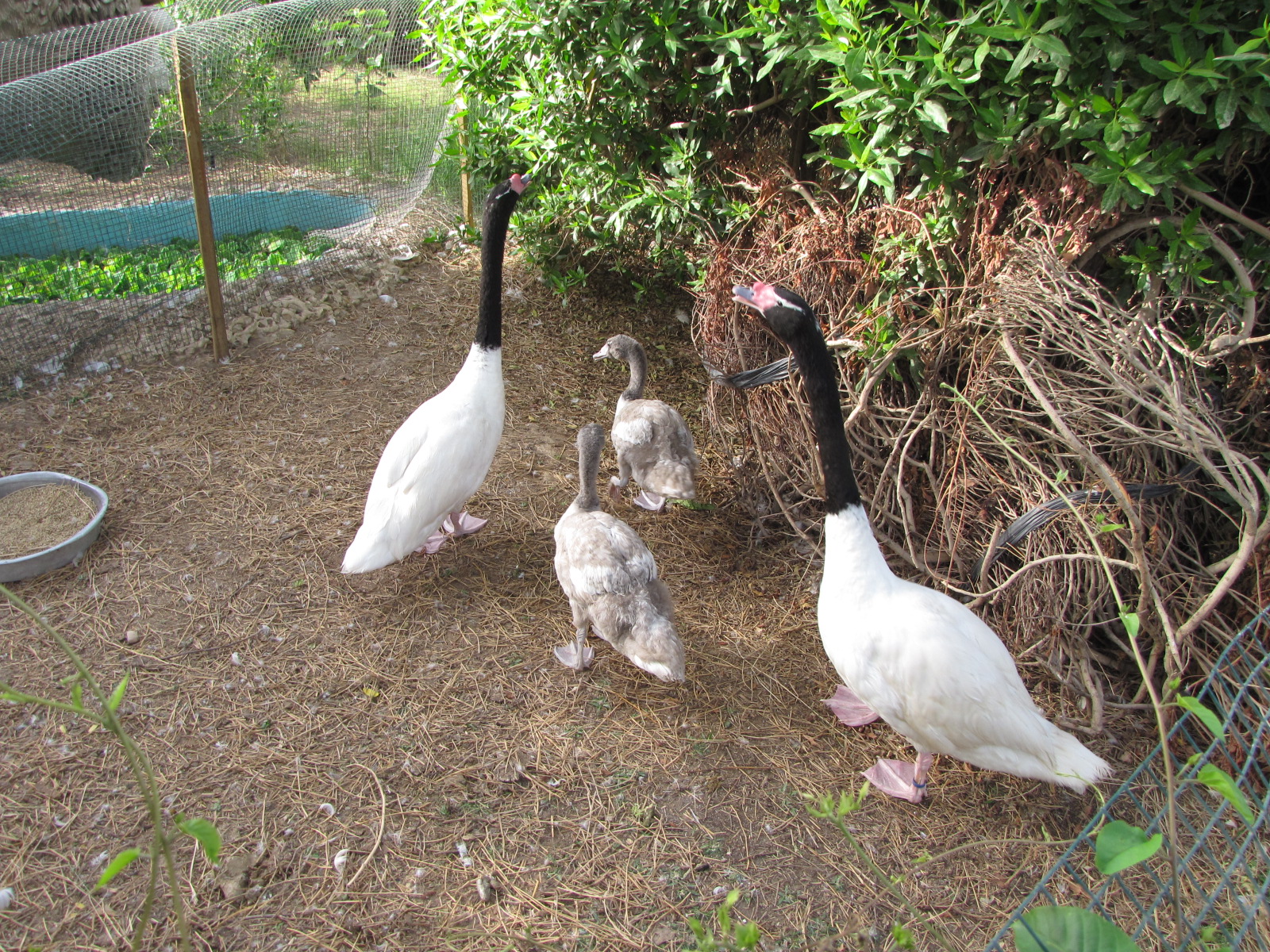 black necked swan Family