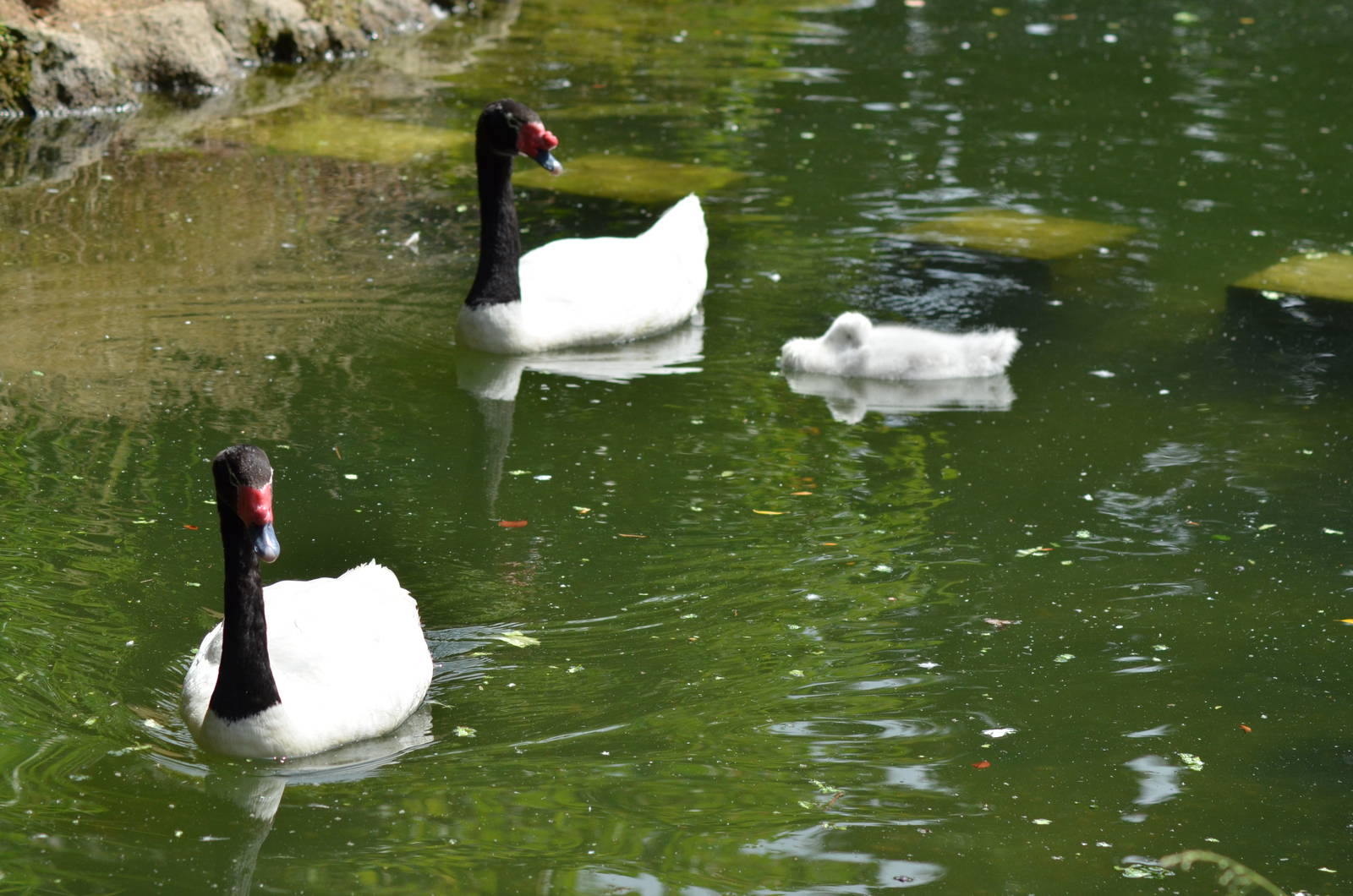 Black-necked Swan Family