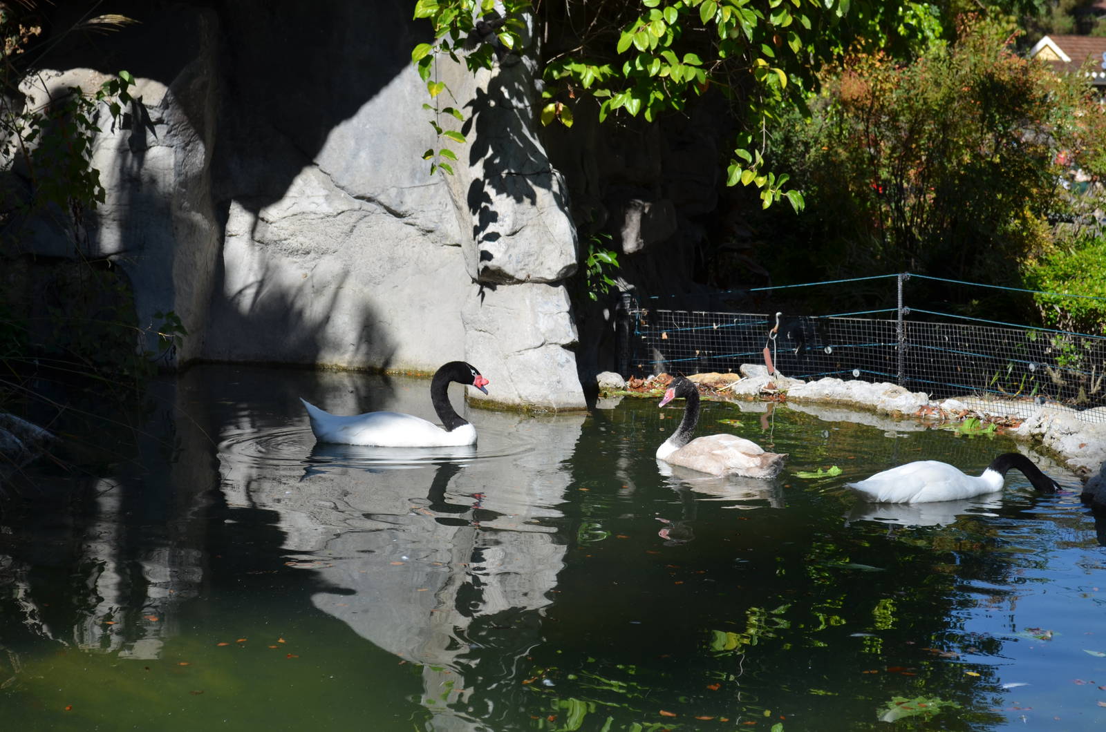 Black-necked Swan Family