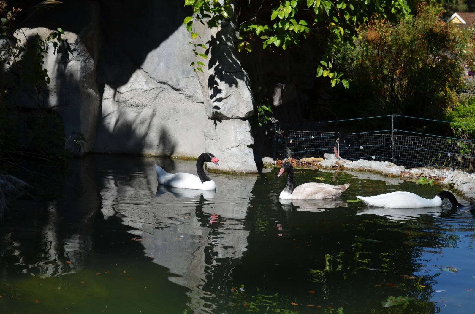 Black-necked Swan Family