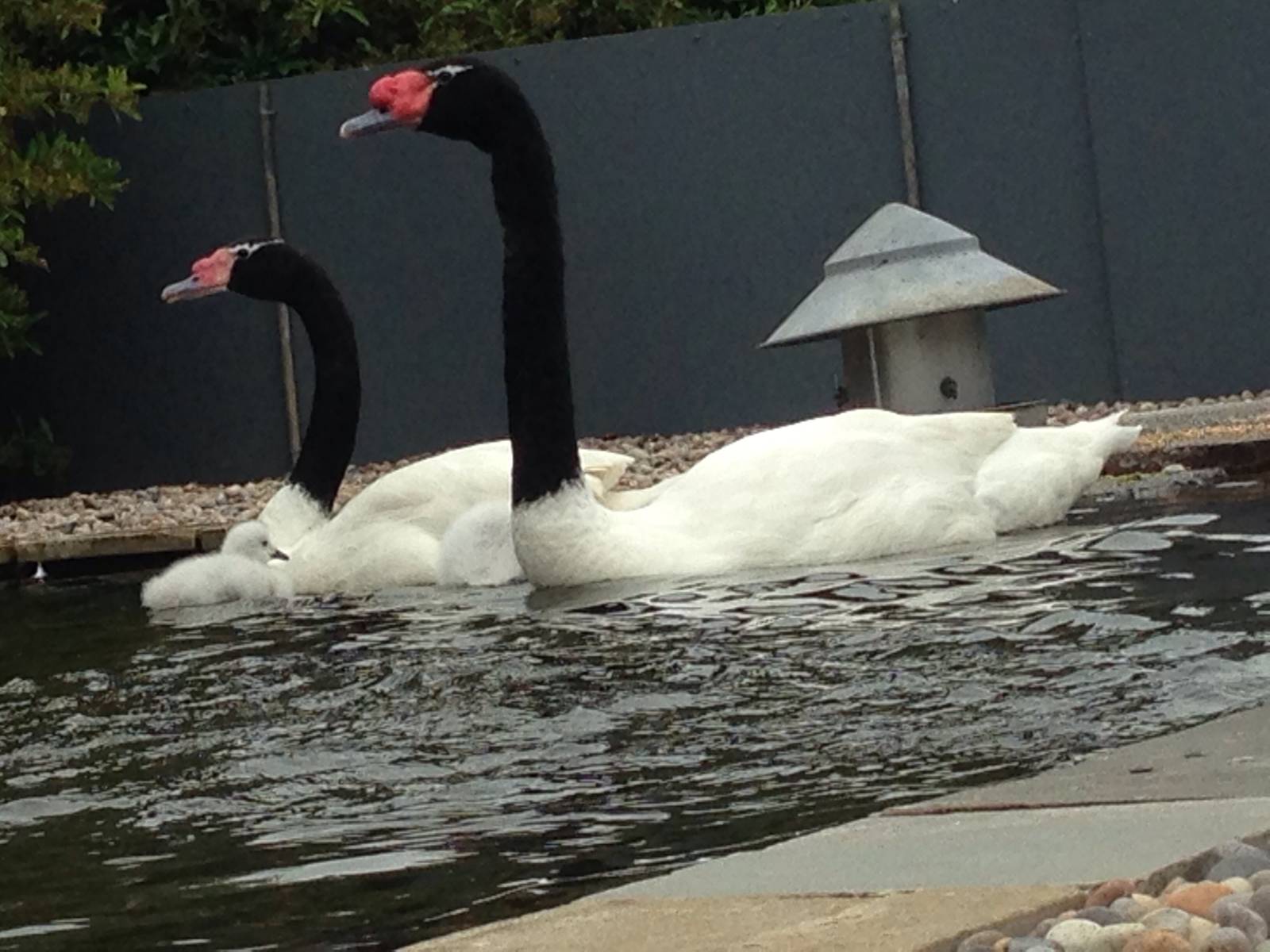 Black-necked Swan family