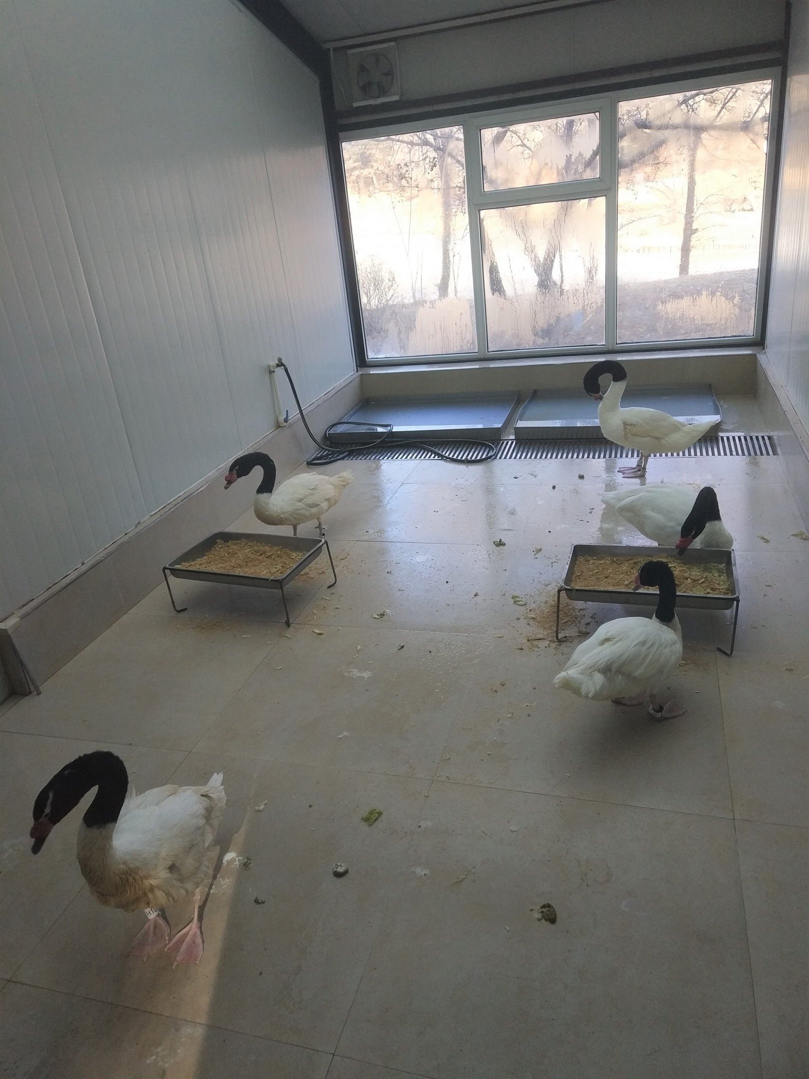 Black-necked Swan Indoor Holding