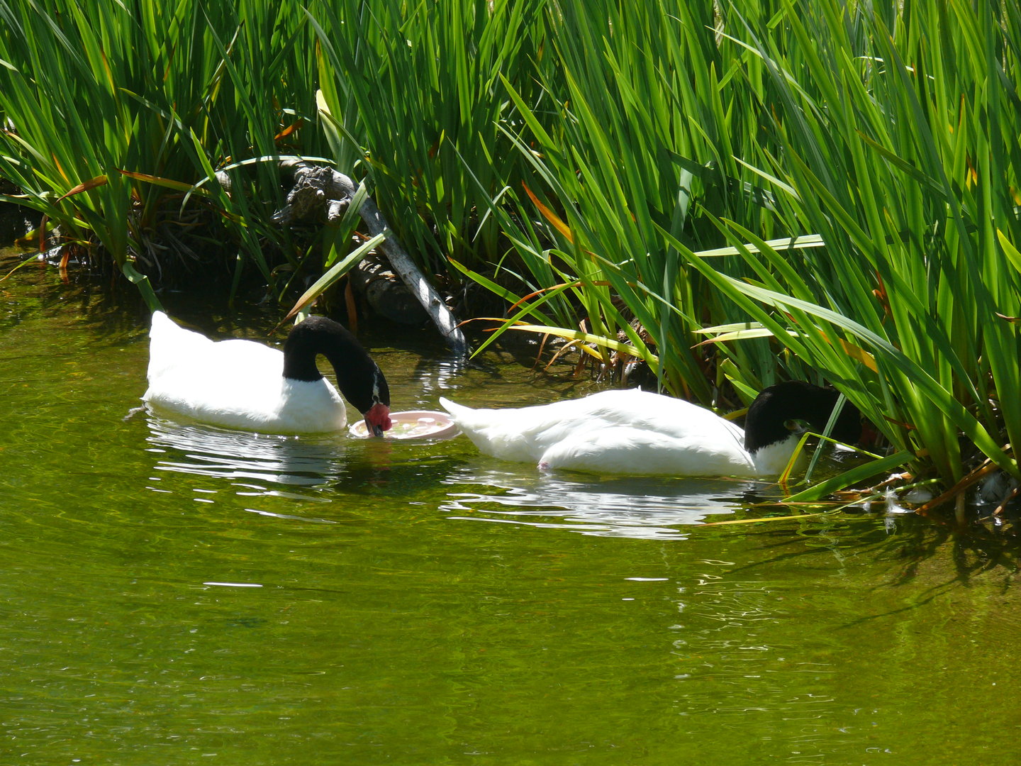 Black-necked Swan - July 8th 2023