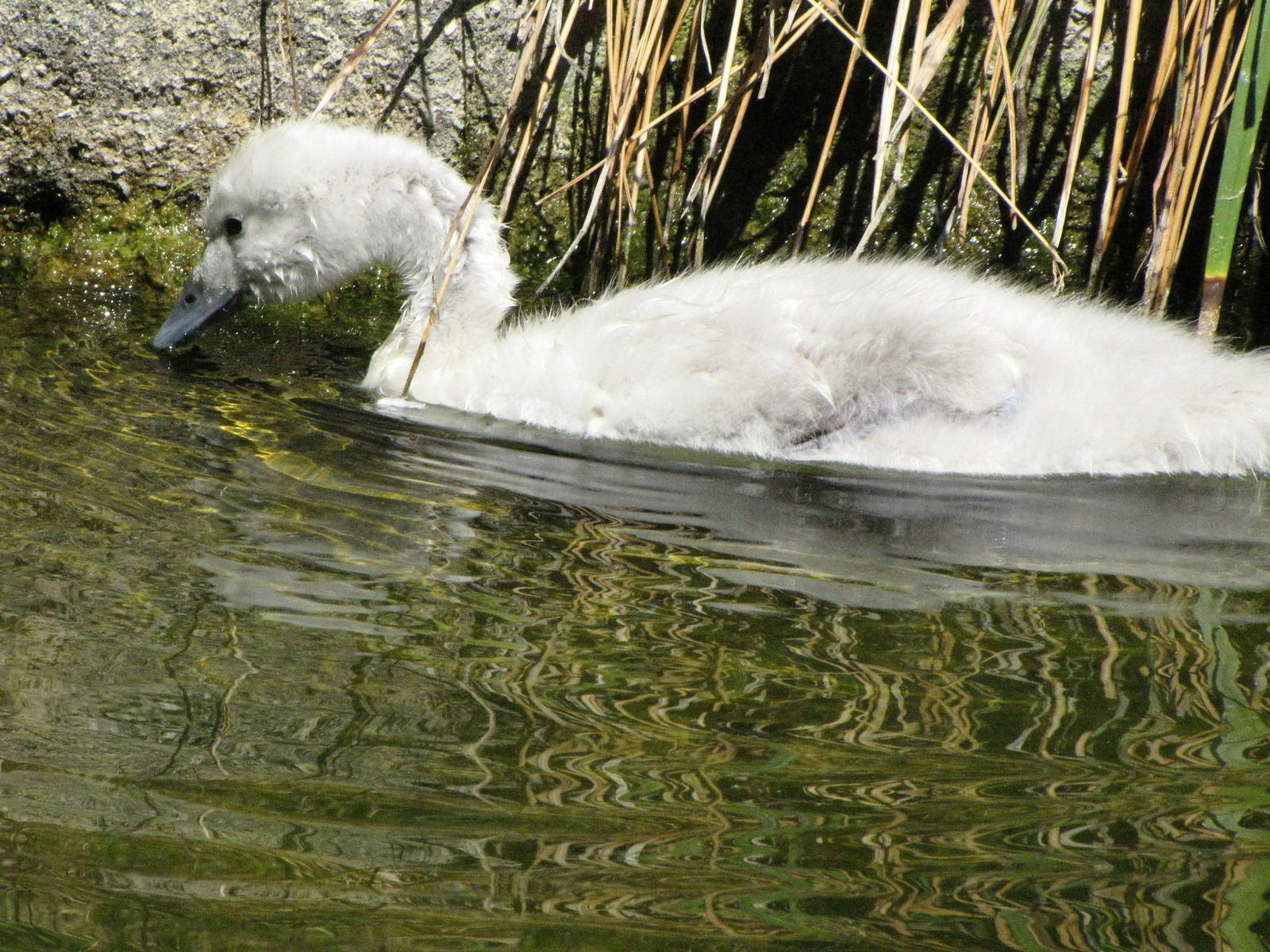Black-necked Swan Juvenile