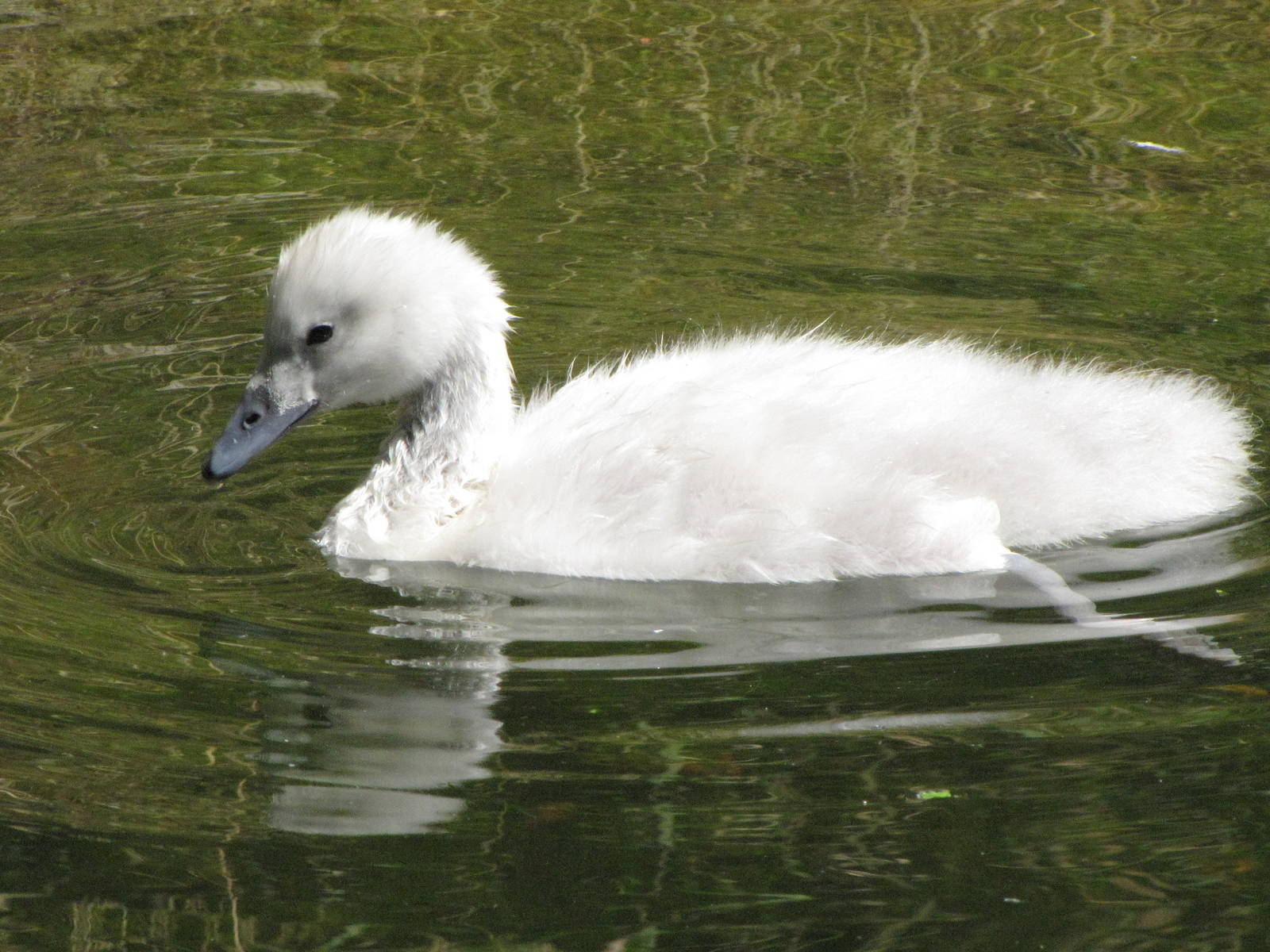 Black-necked Swan Juvenile