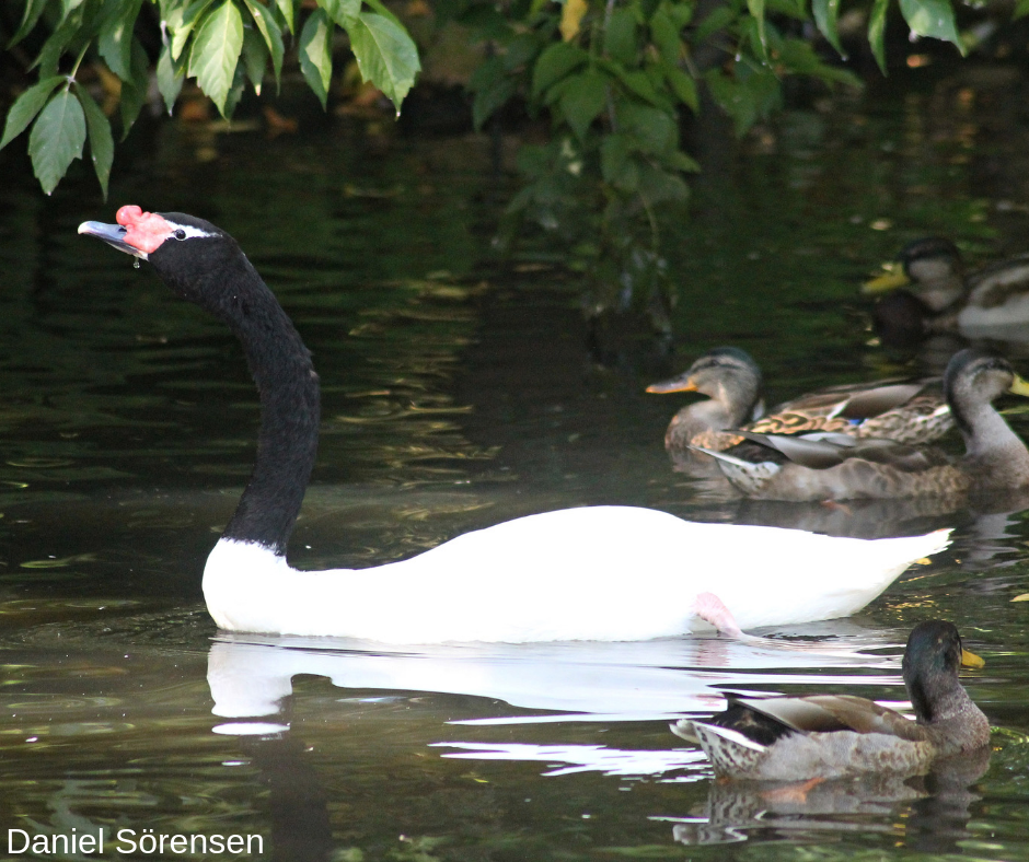 Black-necked swan, male.