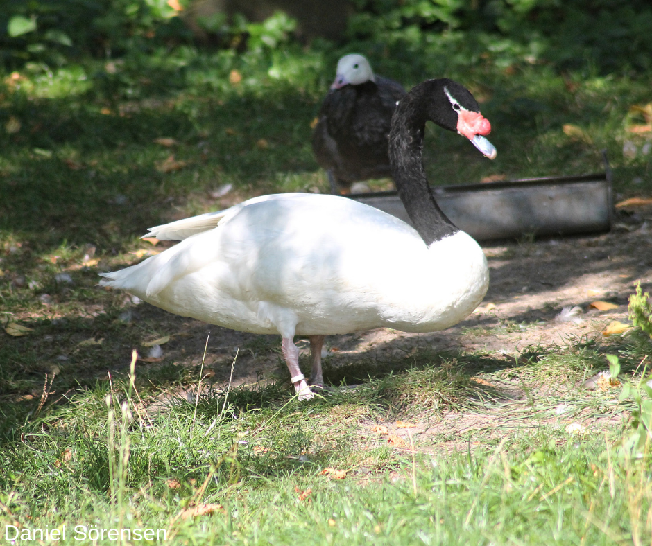 Black-necked swan, male.