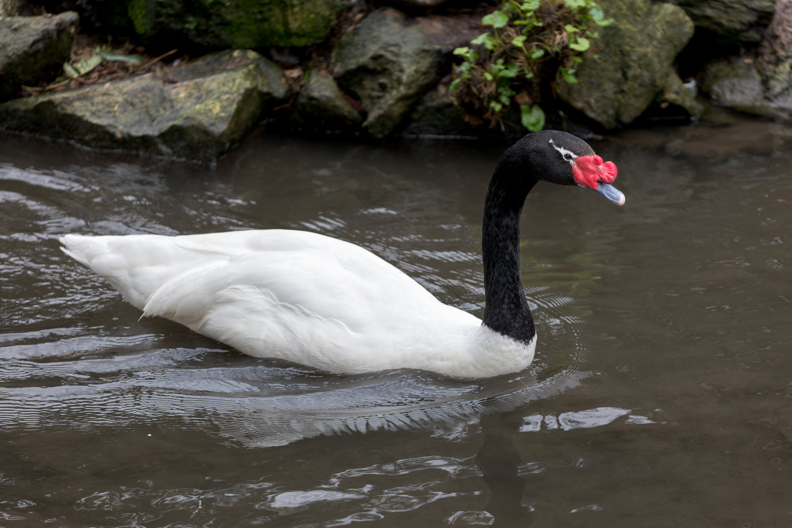 Black-necked Swan / Newquay / 16-3-23